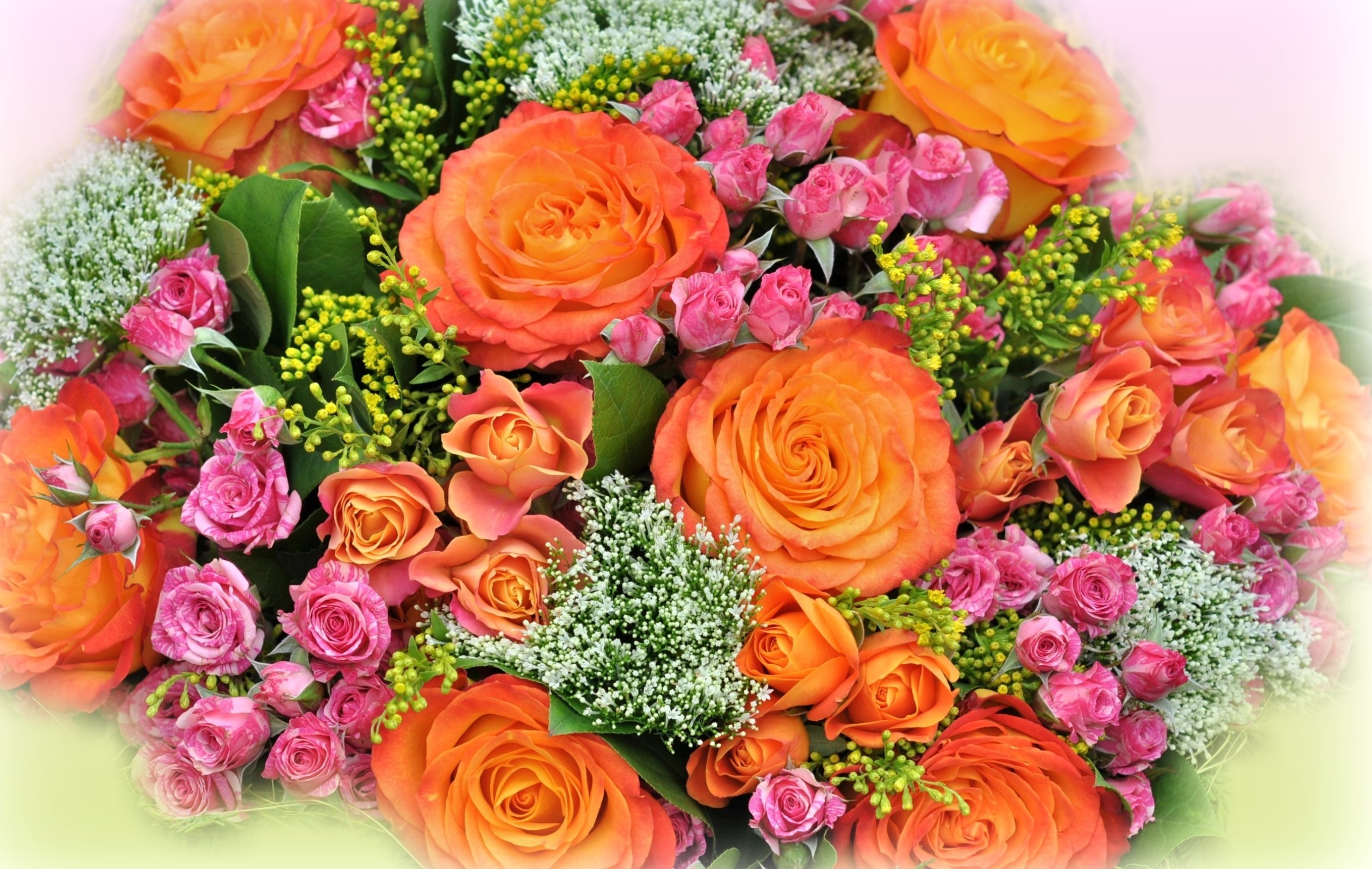 Handy-Wallpaper Blumen, Rose, Erde/natur kostenlos herunterladen.