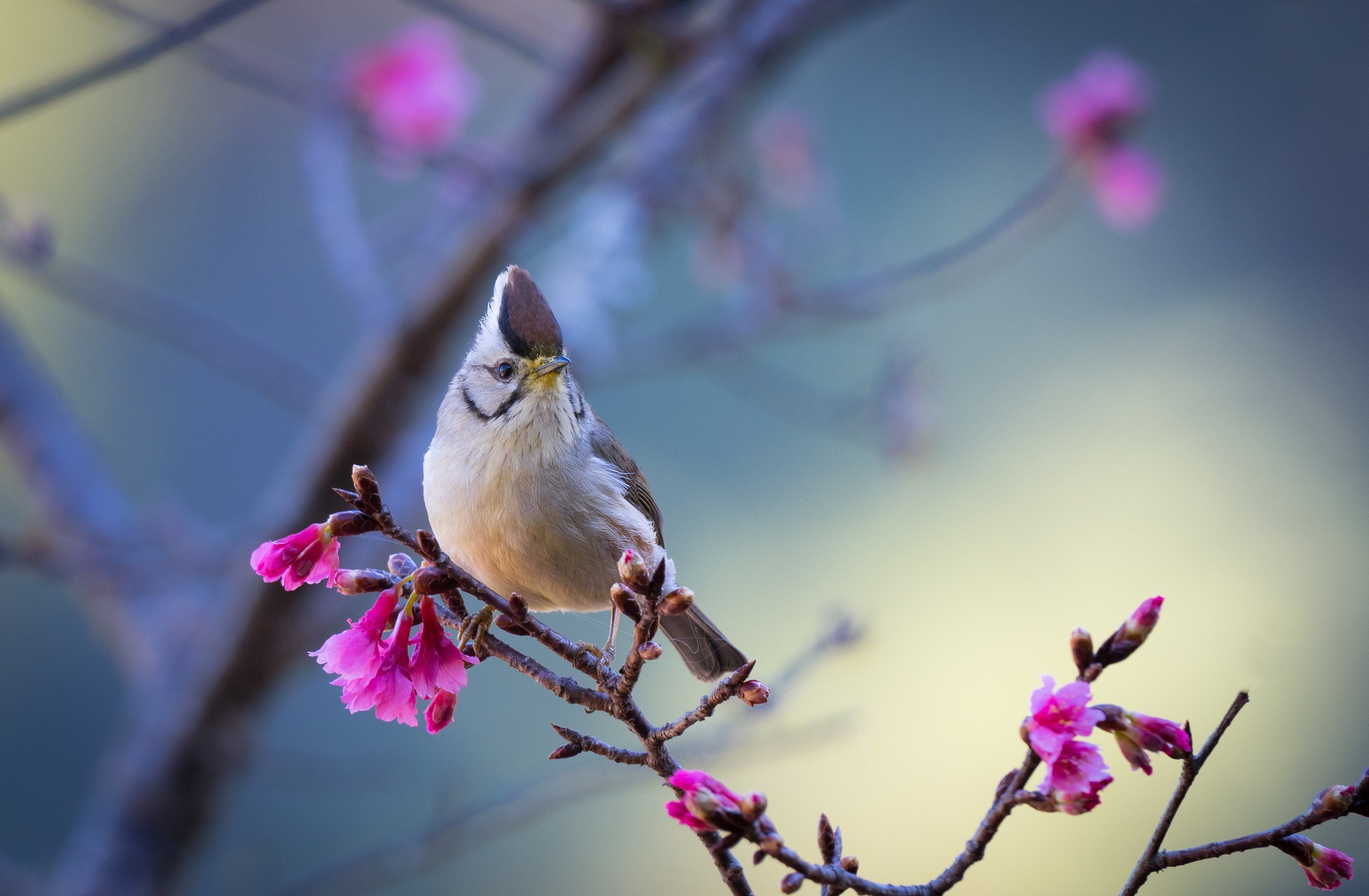 Los mejores fondos de pantalla de Taiwán Yuhina para la pantalla del teléfono