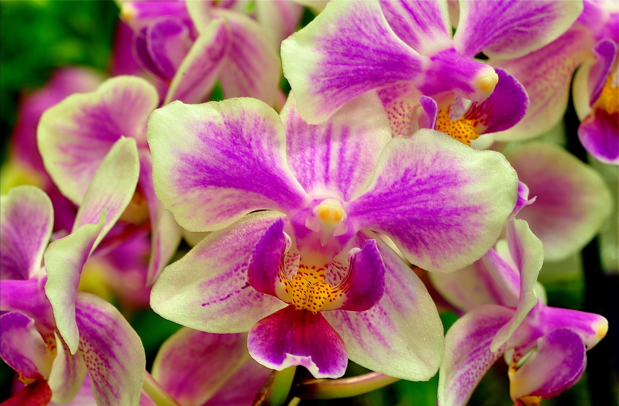 flowers, flower, close up, bicolor, orchid, dichromatic