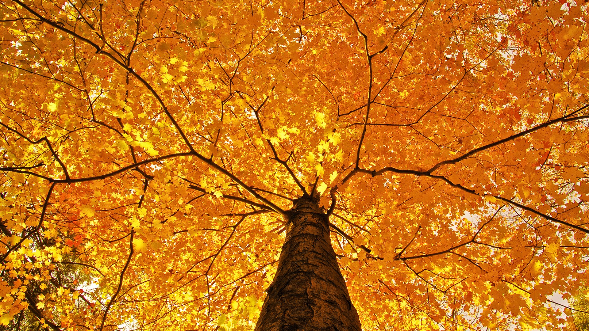 Baixar papel de parede para celular de Outono, Terra/natureza gratuito.