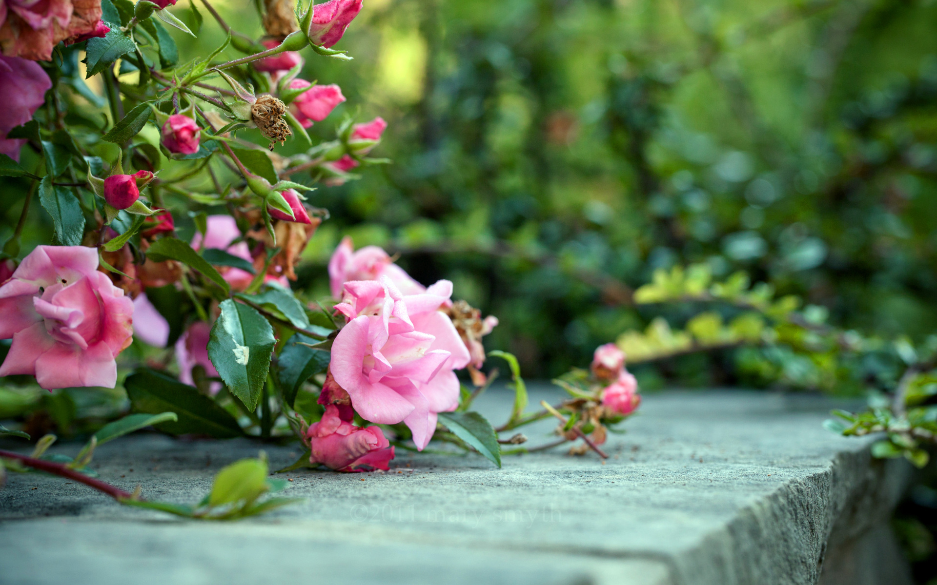 Laden Sie das Natur, Blumen, Blume, Rose, Erde/natur-Bild kostenlos auf Ihren PC-Desktop herunter
