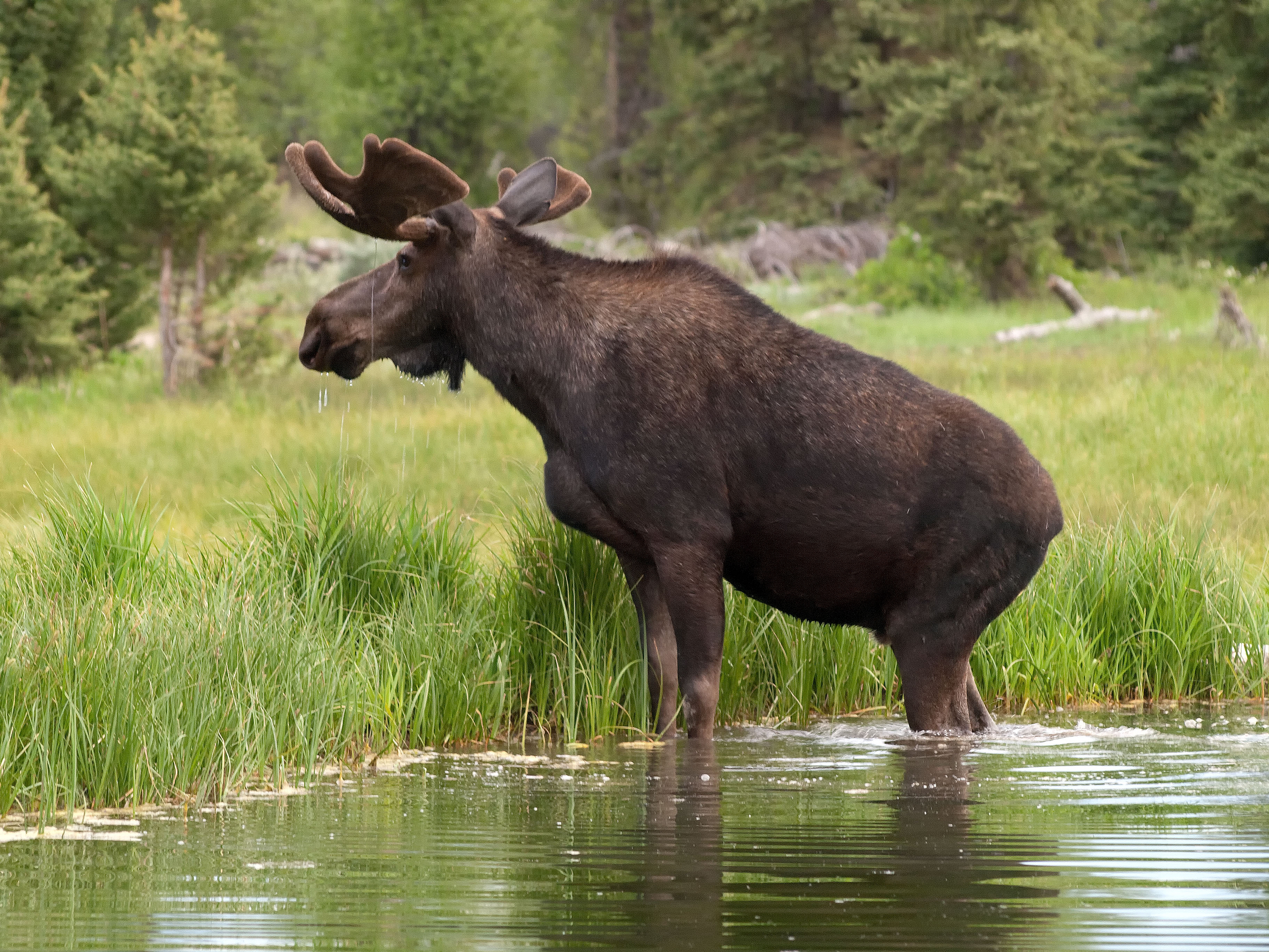 animal, moose, swedish moose High Definition image
