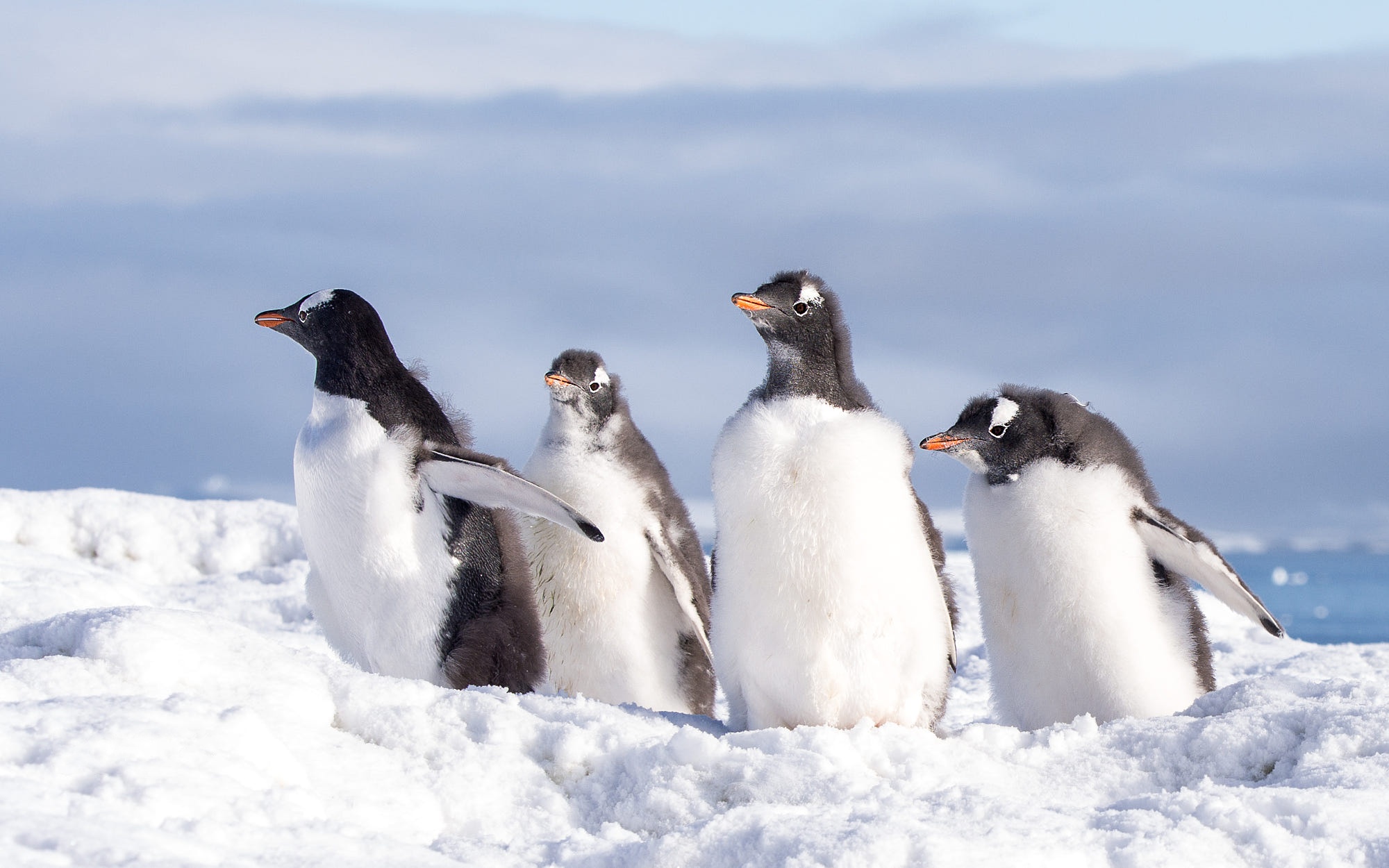 Descarga gratuita de fondo de pantalla para móvil de Animales, Nieve, Pingüino, Aves, Ave.