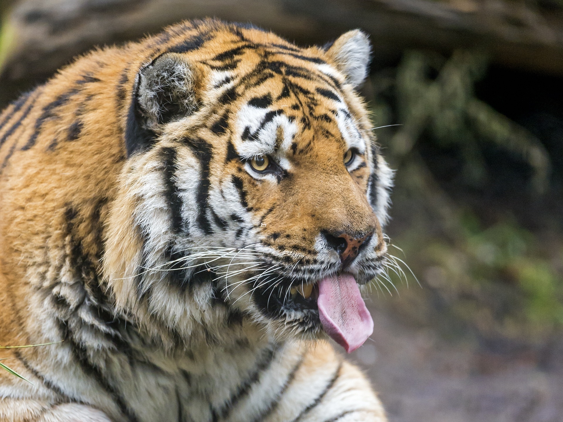 96079 descargar imagen animales, bozal, depredador, tigre, lengua saliente, lengua pegada hacia fuera: fondos de pantalla y protectores de pantalla gratis