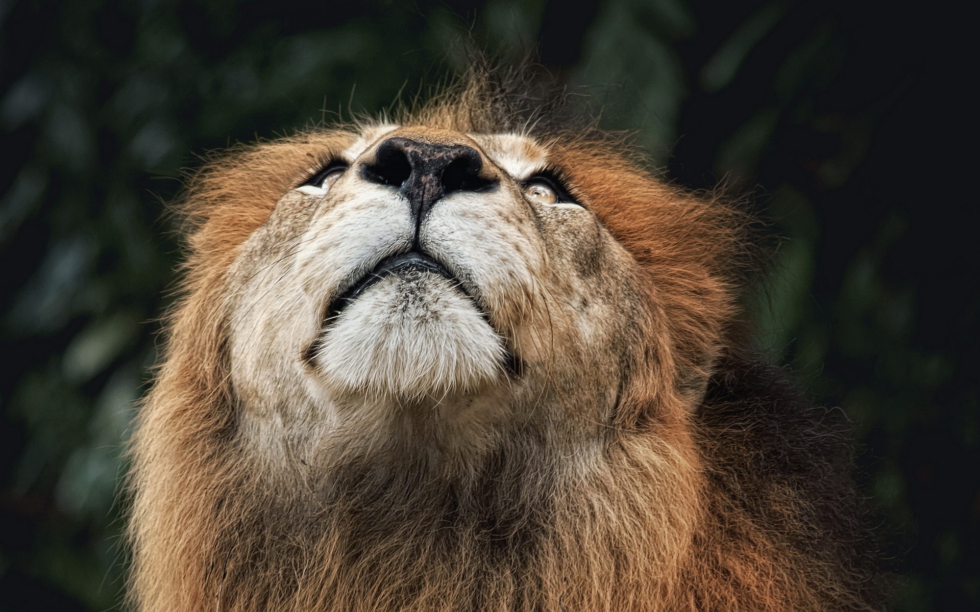 Téléchargez gratuitement l'image Animaux, Chats, Lion sur le bureau de votre PC