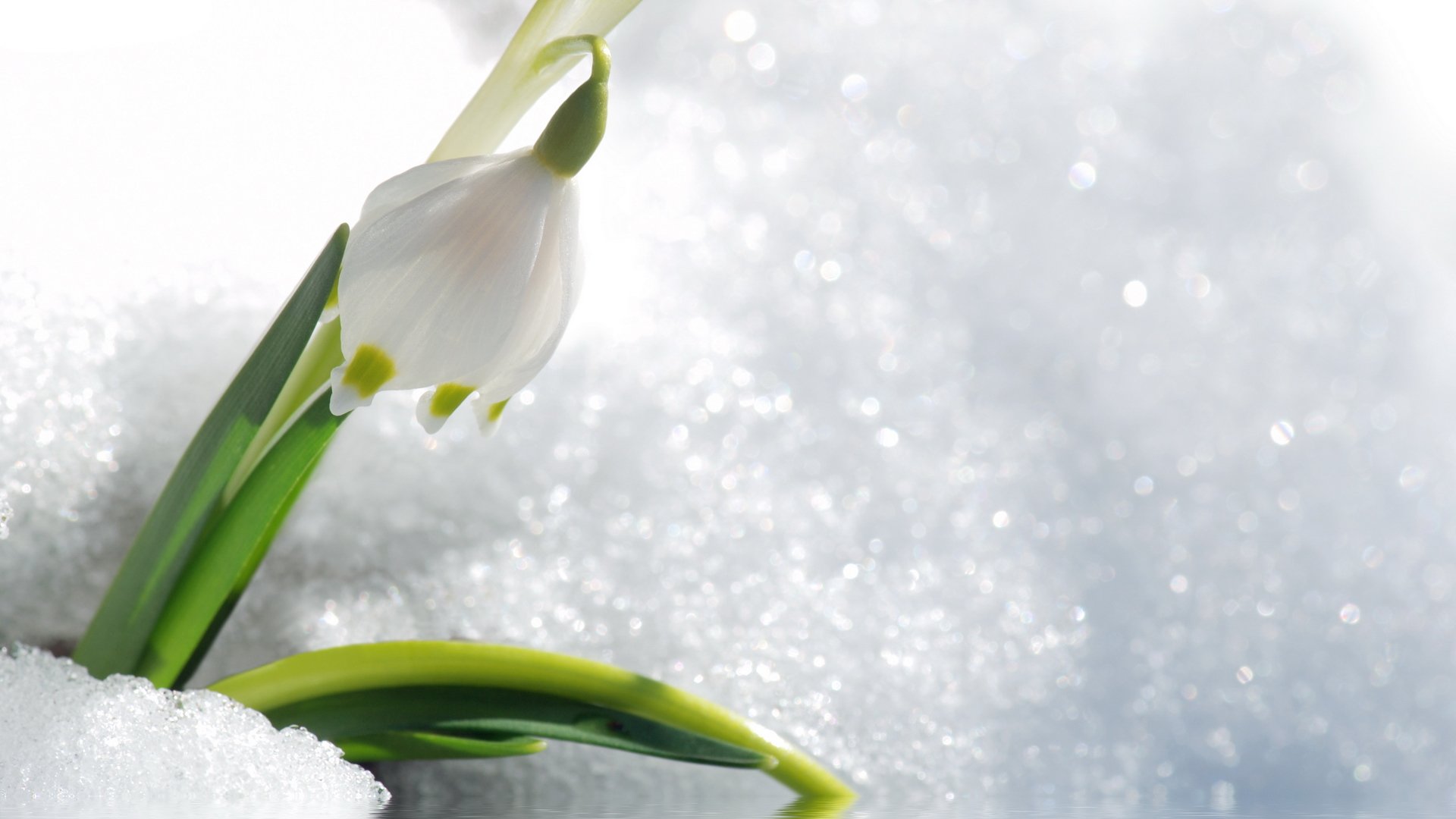 Laden Sie das Schneeglöckchen, Erde/natur-Bild kostenlos auf Ihren PC-Desktop herunter