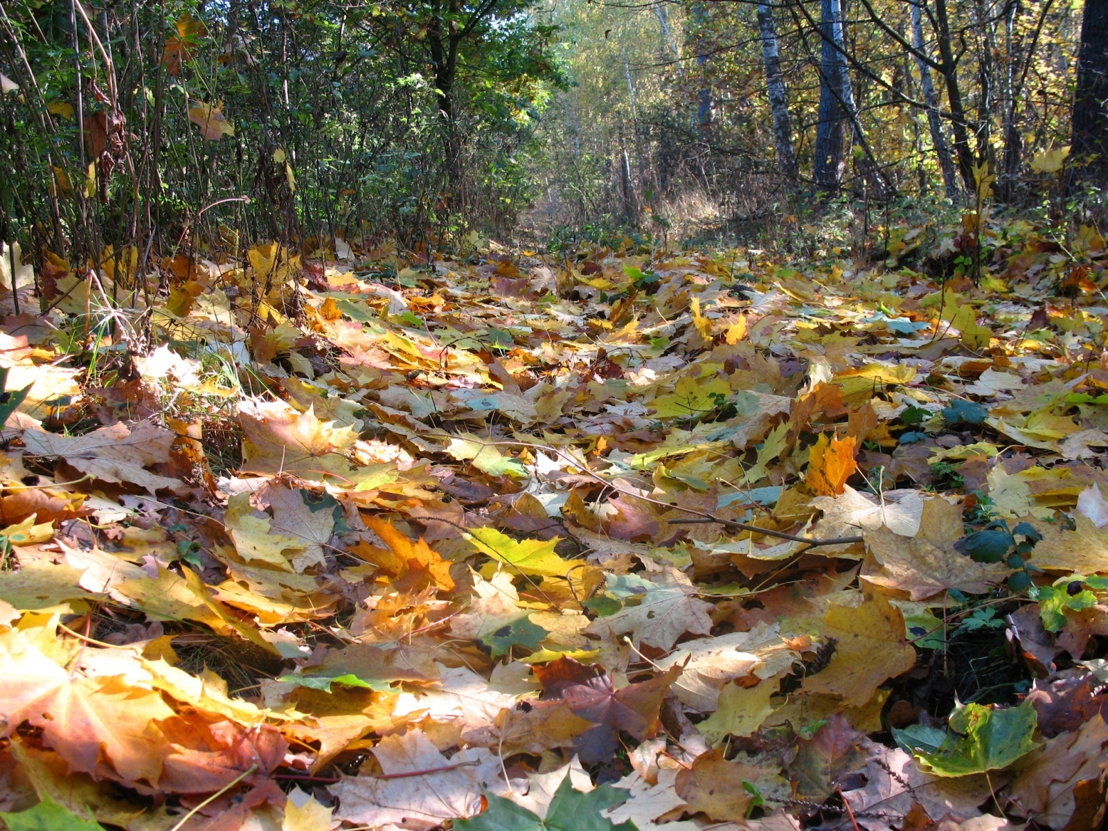 Скачать обои бесплатно Листья, Пейзаж, Растения, Осень картинка на рабочий стол ПК