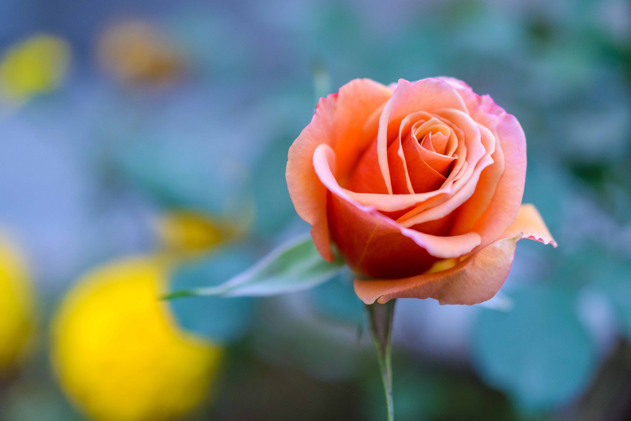 Téléchargez gratuitement l'image Fleurs, Rose, Fleur, Macro, La Nature, Terre/nature, Fleur De Pêcher sur le bureau de votre PC
