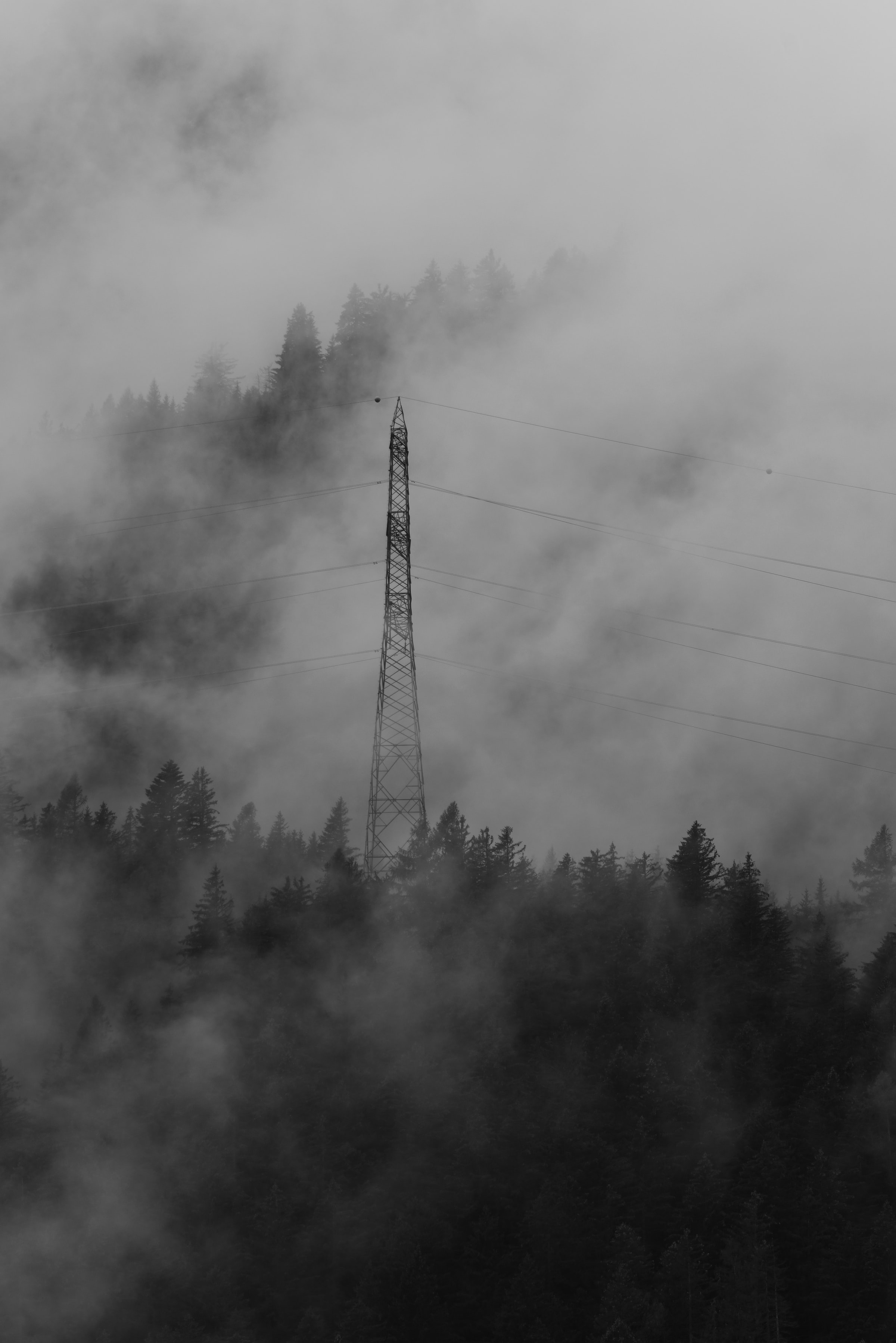 107164 скачать обои провода, мрак, туман, природа, деревья, лес - заставки и картинки бесплатно