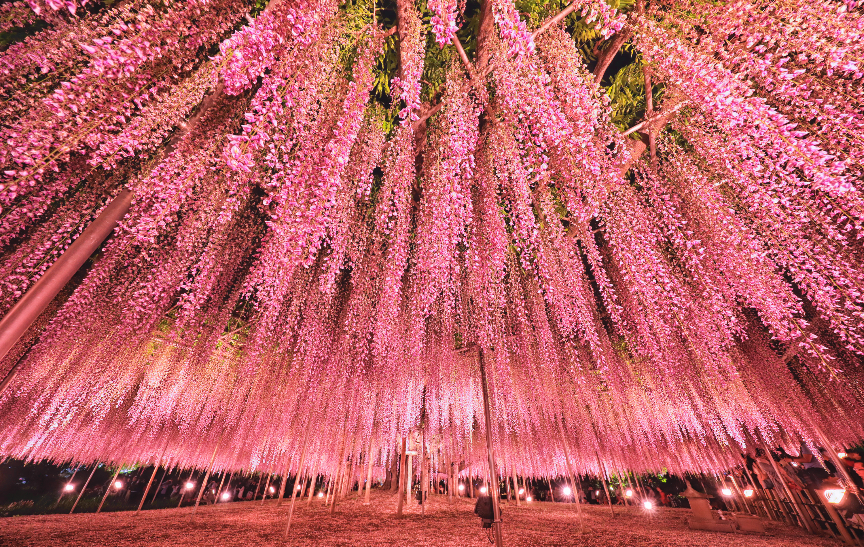 Téléchargez gratuitement l'image Fleurs, Parc, Tokyo, Glycine, Terre/nature, Fleur Rose sur le bureau de votre PC
