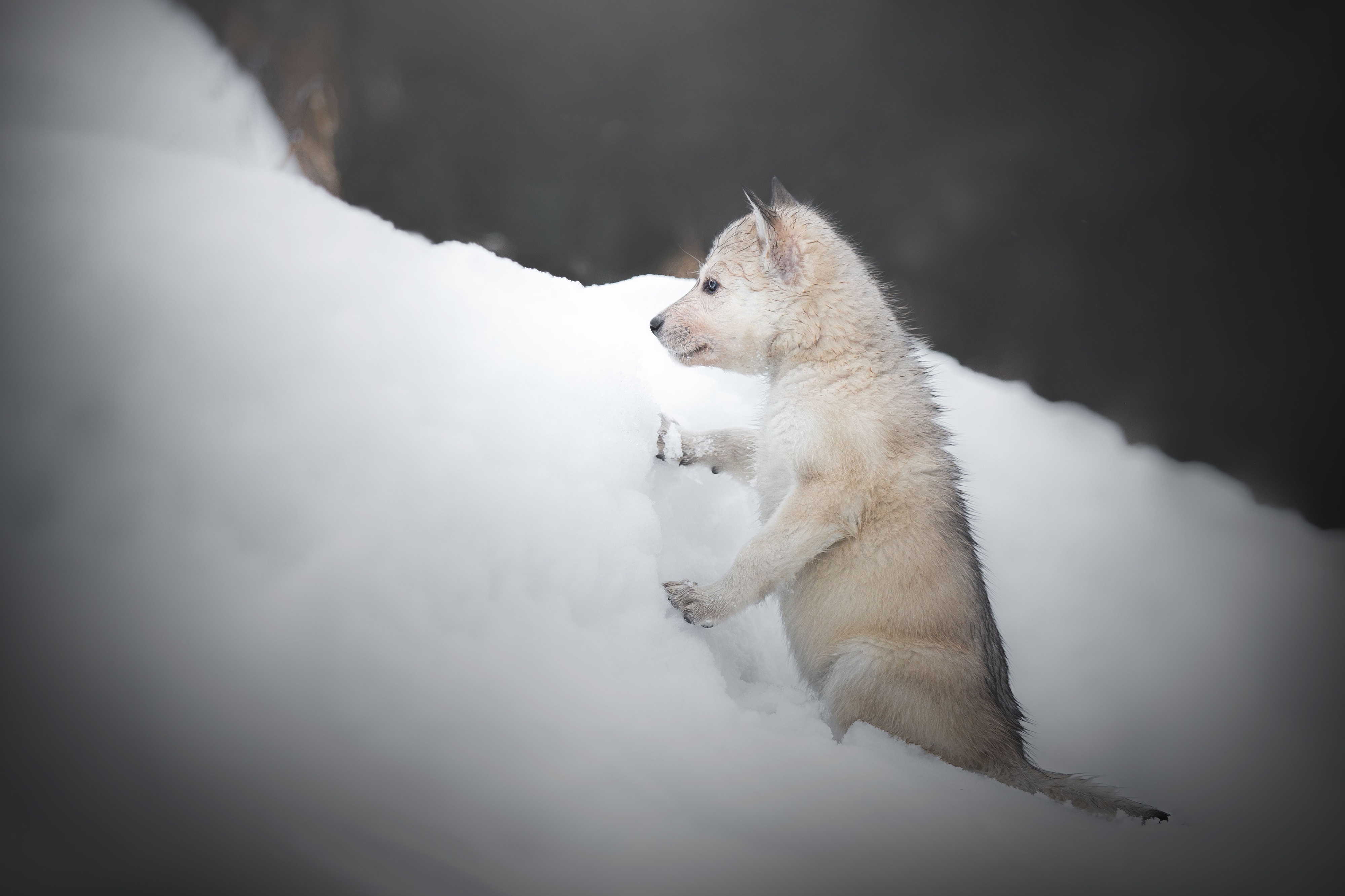 Descarga gratuita de fondo de pantalla para móvil de Animales, Nieve, Lobo, Cachorro, Bebe Animal, Wolves.