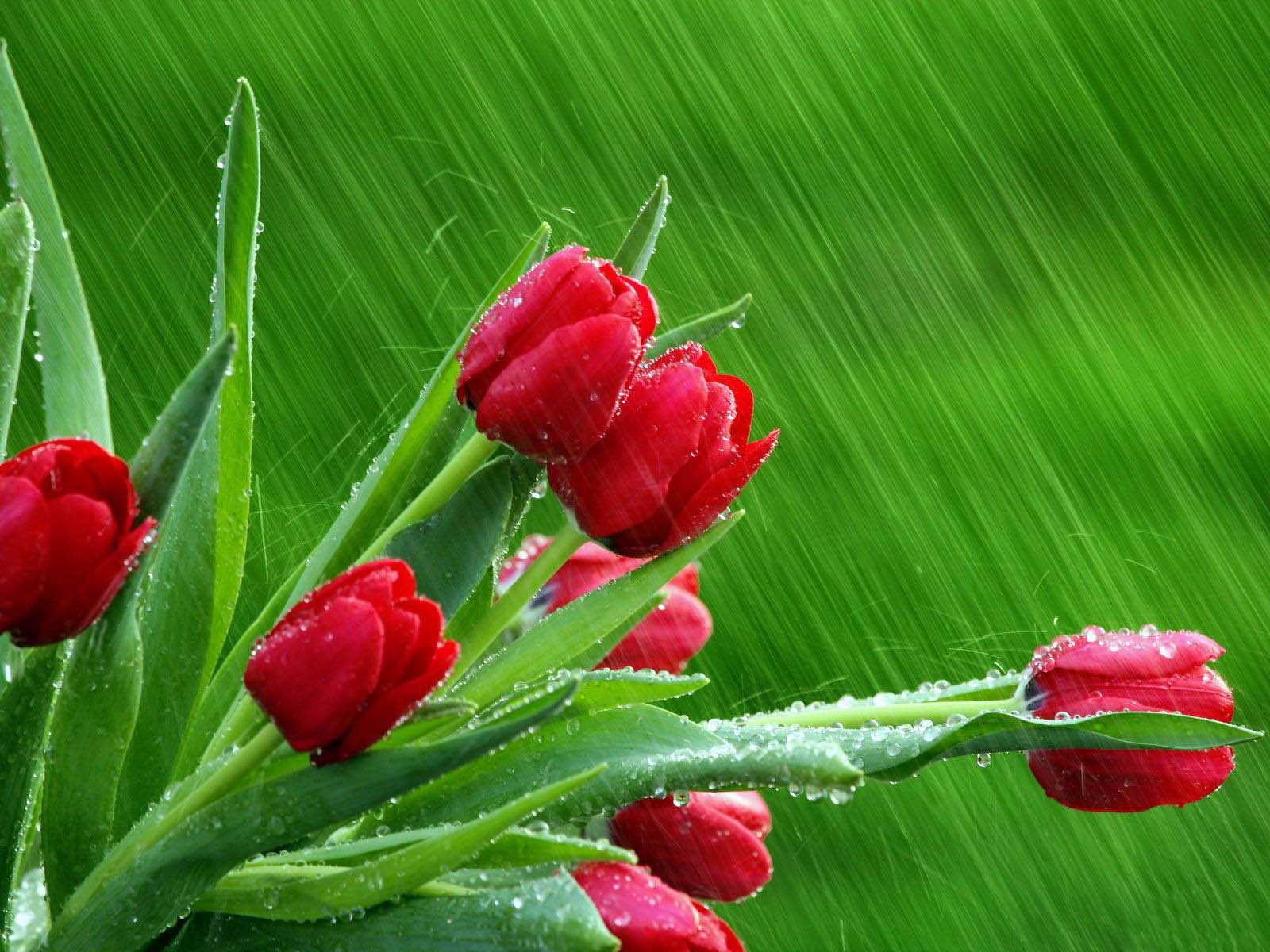 Download mobile wallpaper Flower, Earth, Tulip for free.
