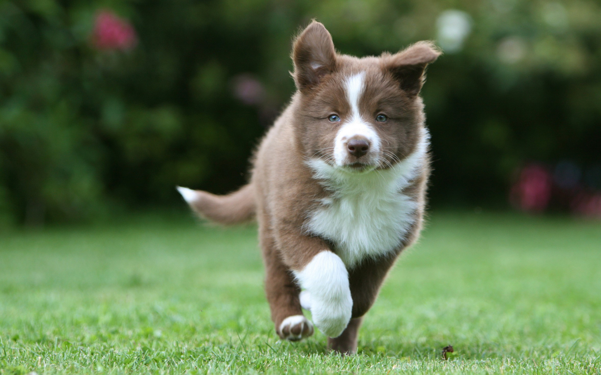 Descarga gratuita de fondo de pantalla para móvil de Animales, Perro.