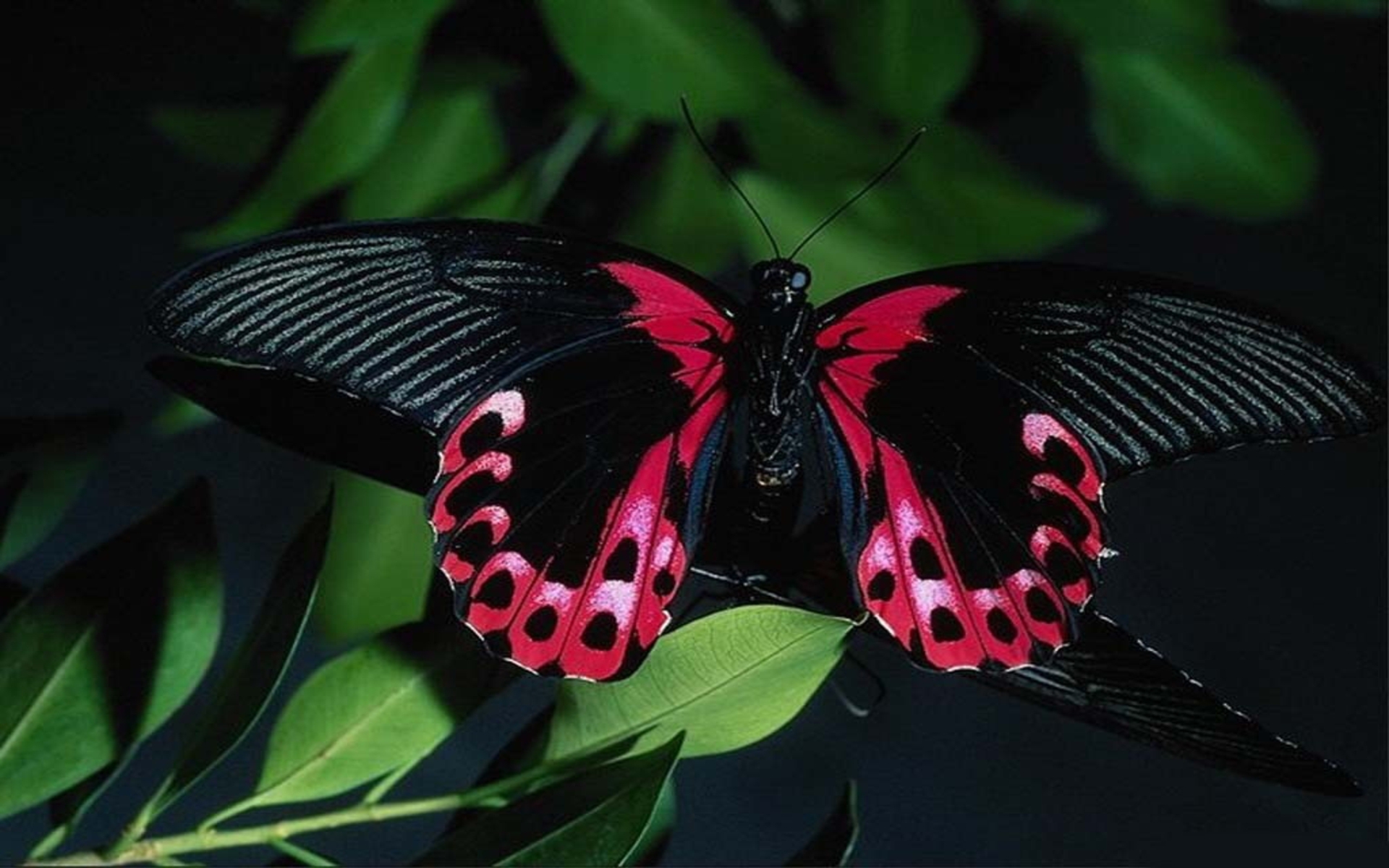 Free download wallpaper Plant, Close Up, Butterfly, Animal on your PC desktop