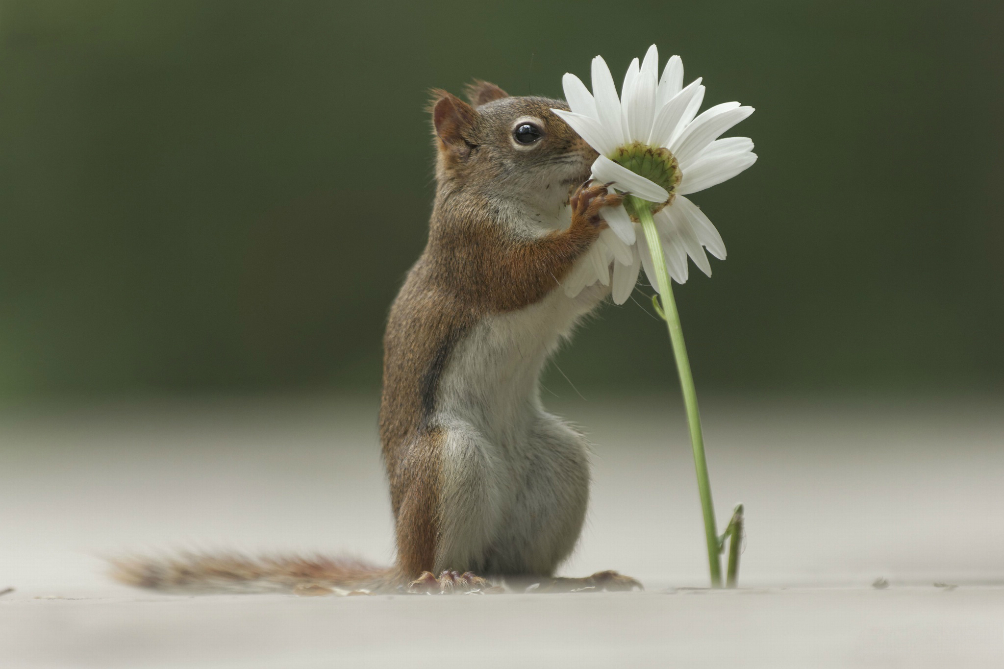 121252 télécharger l'image écureuil, animaux, fleur, frais, refroidir, renifler, odeur - fonds d'écran et économiseurs d'écran gratuits