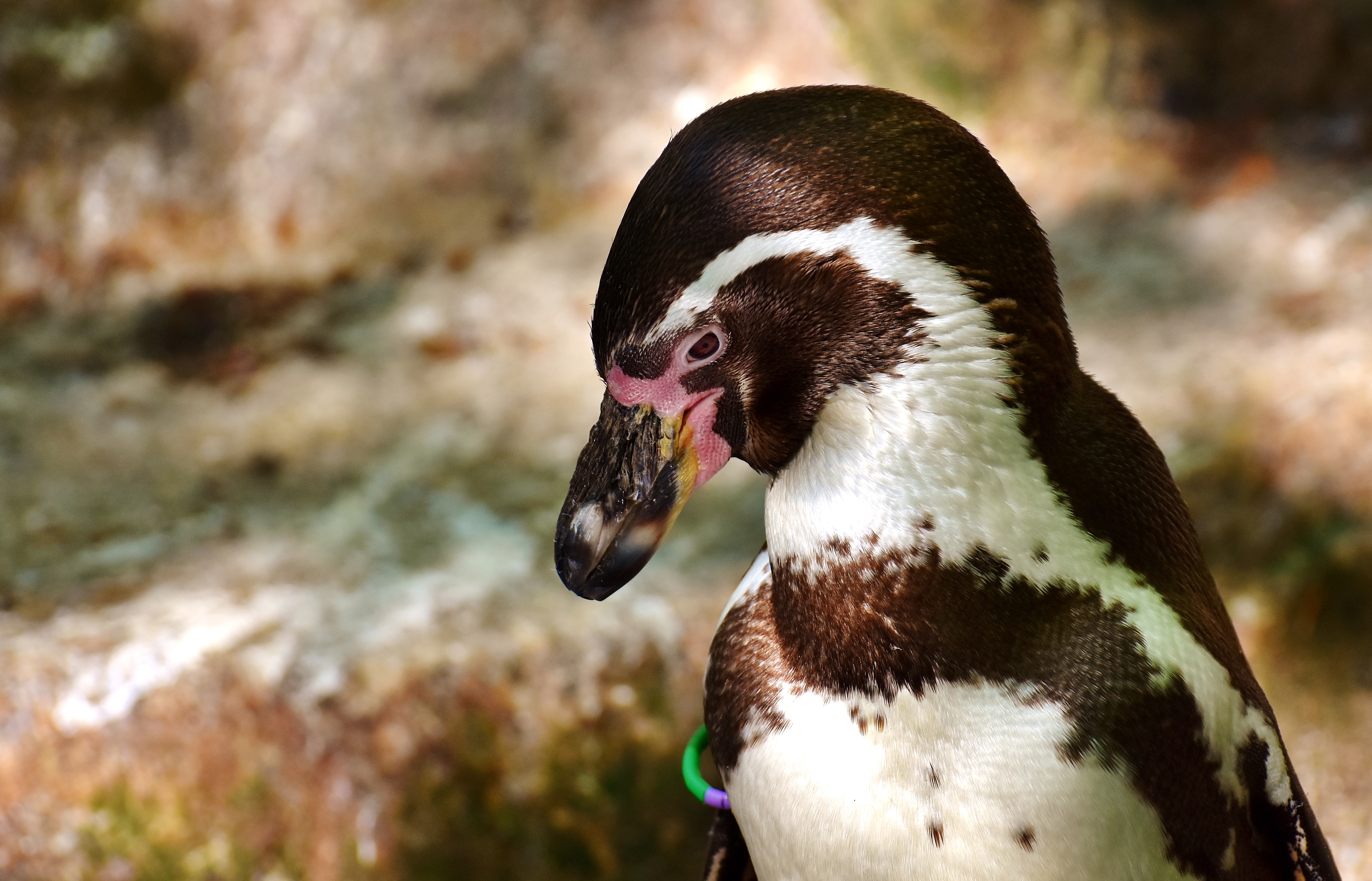 Laden Sie das Schnabel, Pinguin, Tiere, Vogel-Bild kostenlos auf Ihren PC-Desktop herunter