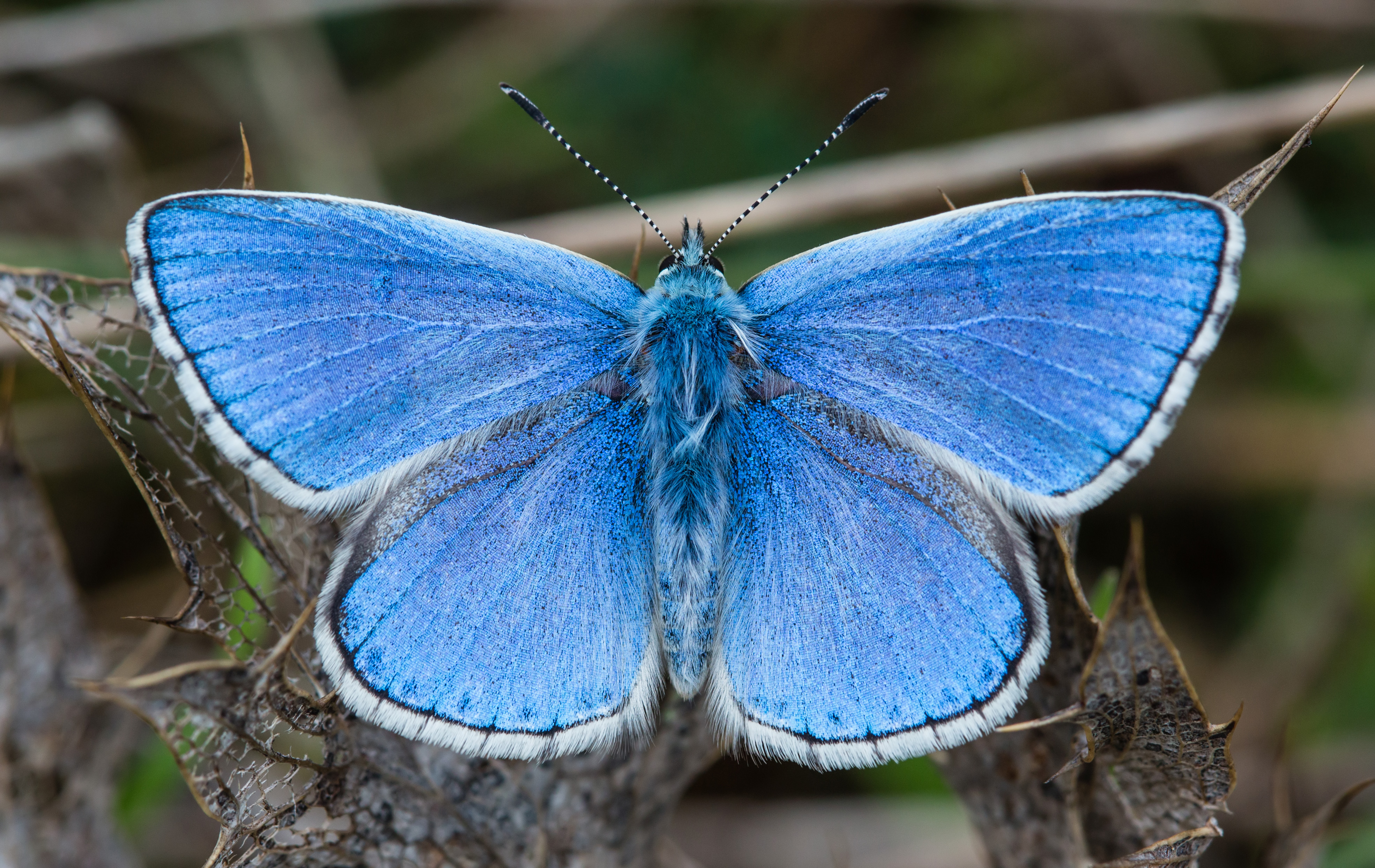 Laden Sie Adonis Blau HD-Desktop-Hintergründe herunter