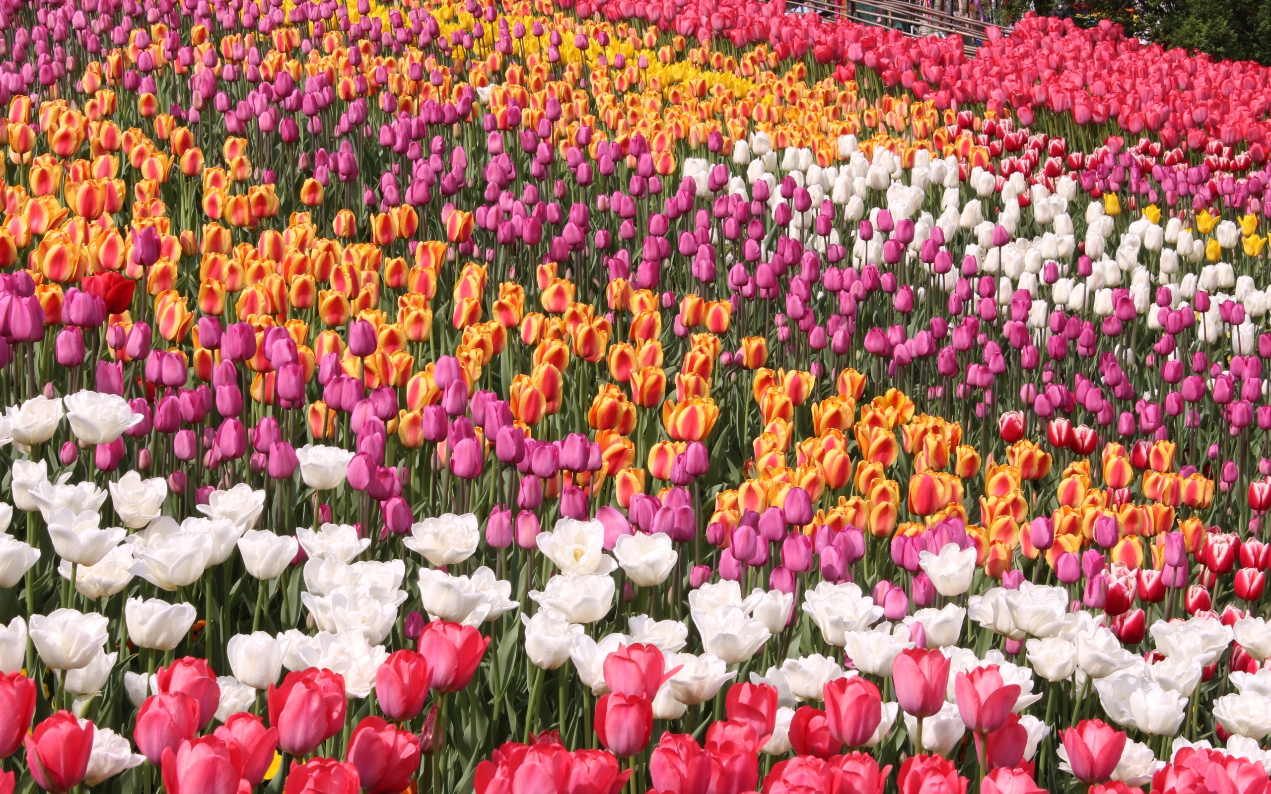 50052 Bild herunterladen tulpen, pflanzen, blumen - Hintergrundbilder und Bildschirmschoner kostenlos