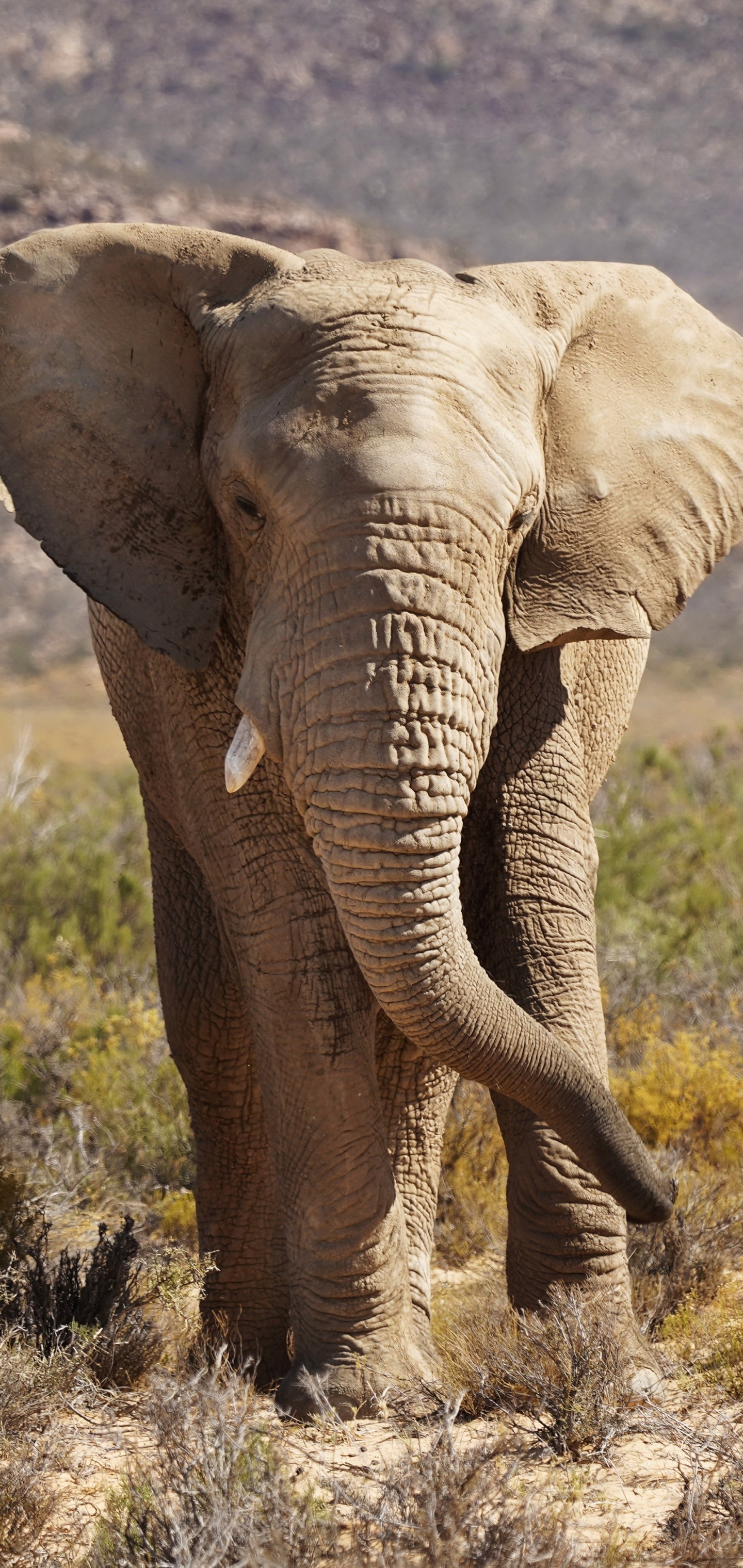 Baixar papel de parede para celular de Animais, Elefantes, Elefante, Elefante Da Savana gratuito.