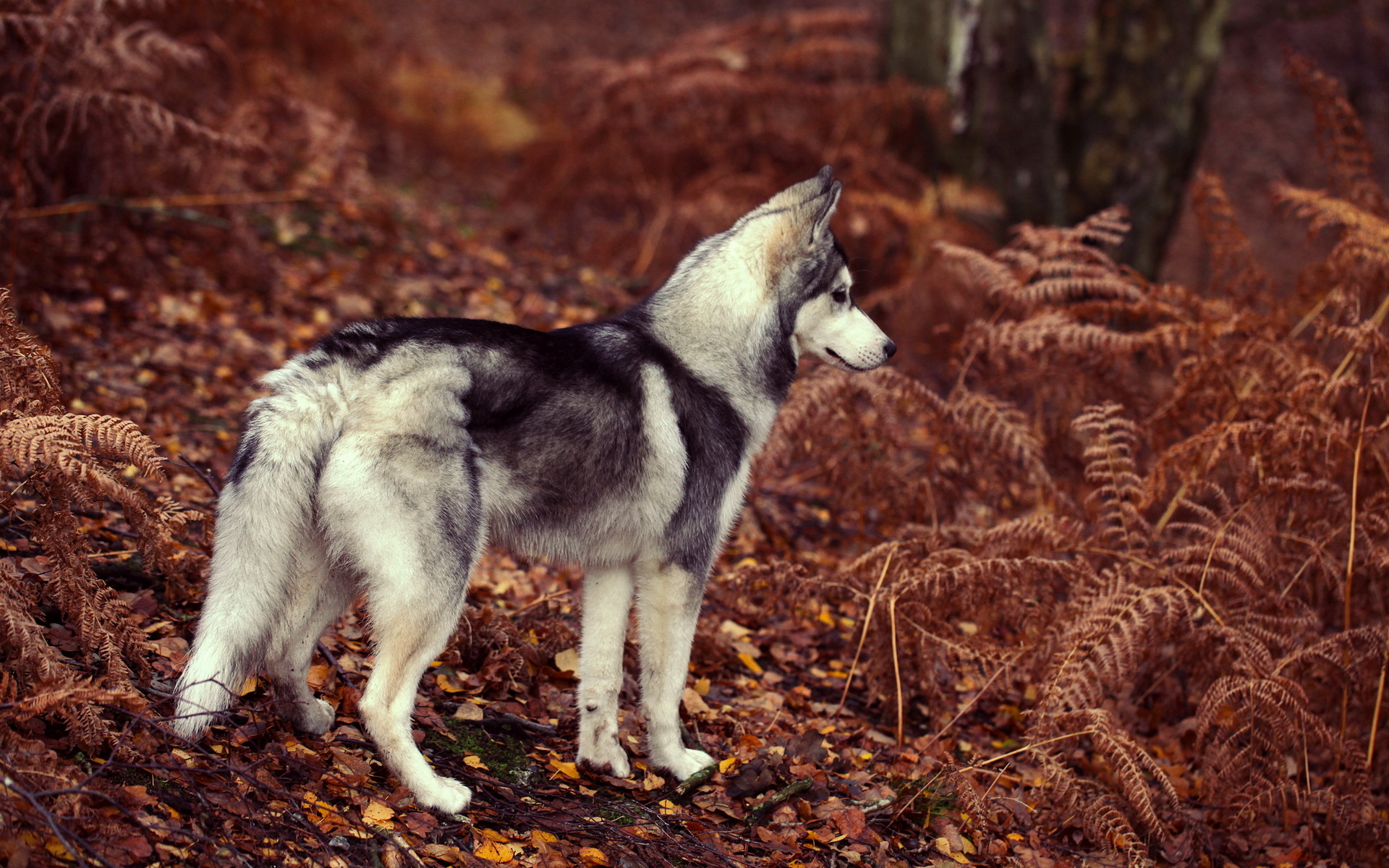 Download mobile wallpaper Husky, Dogs, Animal for free.