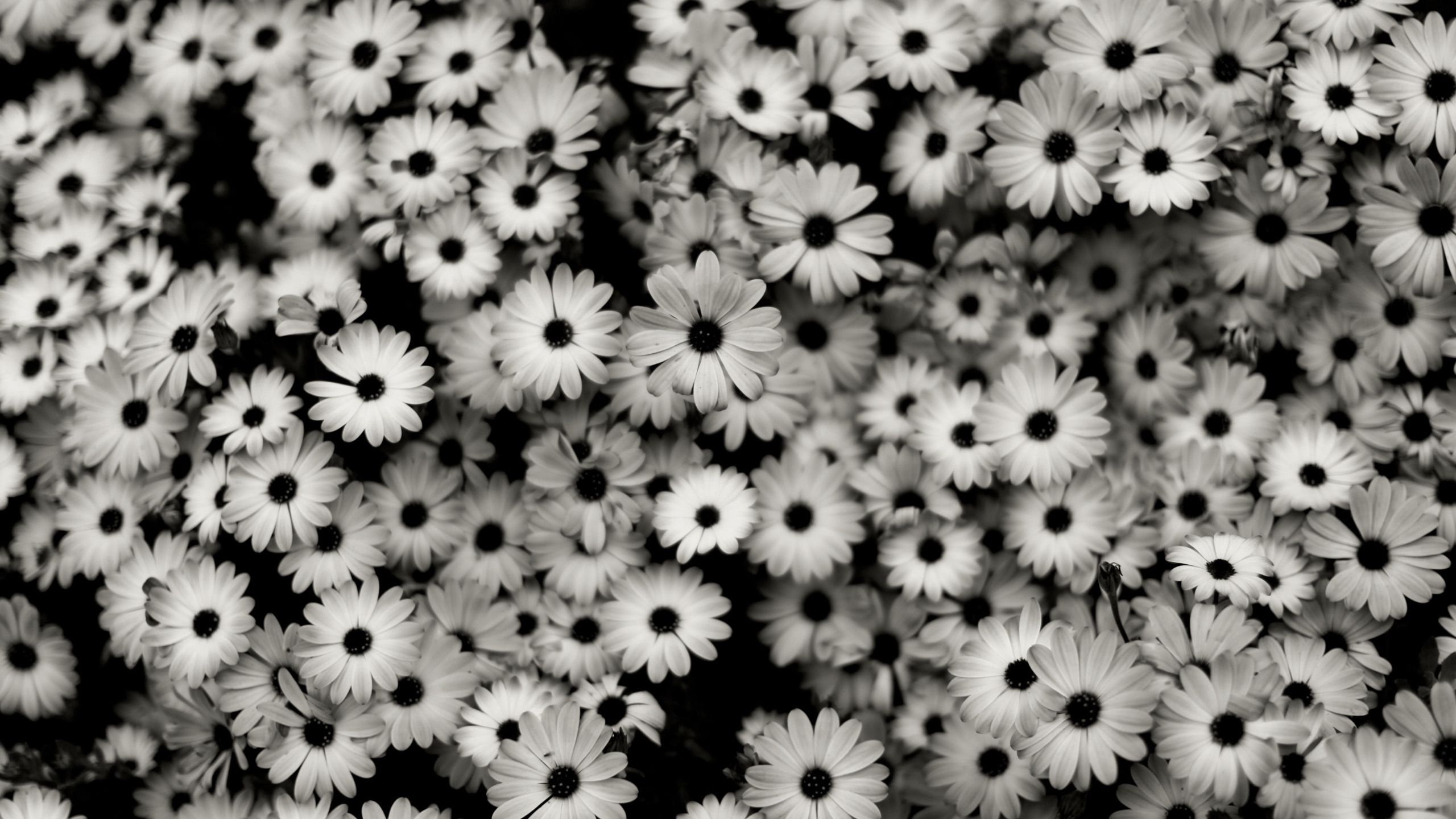 Laden Sie das Kamille, Bw, Chb, Blumen-Bild kostenlos auf Ihren PC-Desktop herunter