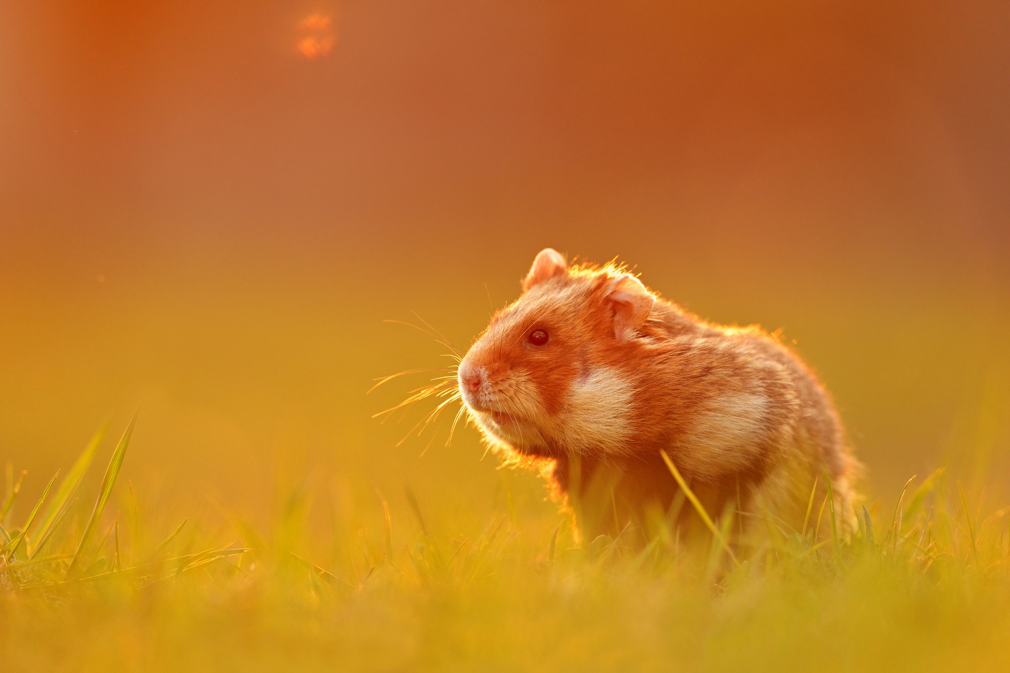 Download mobile wallpaper Animal, Rodent, Hamster for free.