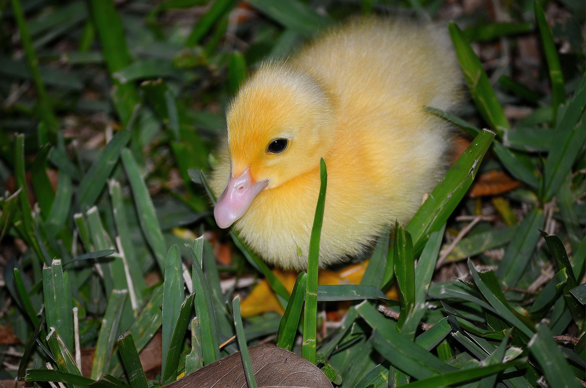Laden Sie das Tiere, Süß, Ente-Bild kostenlos auf Ihren PC-Desktop herunter