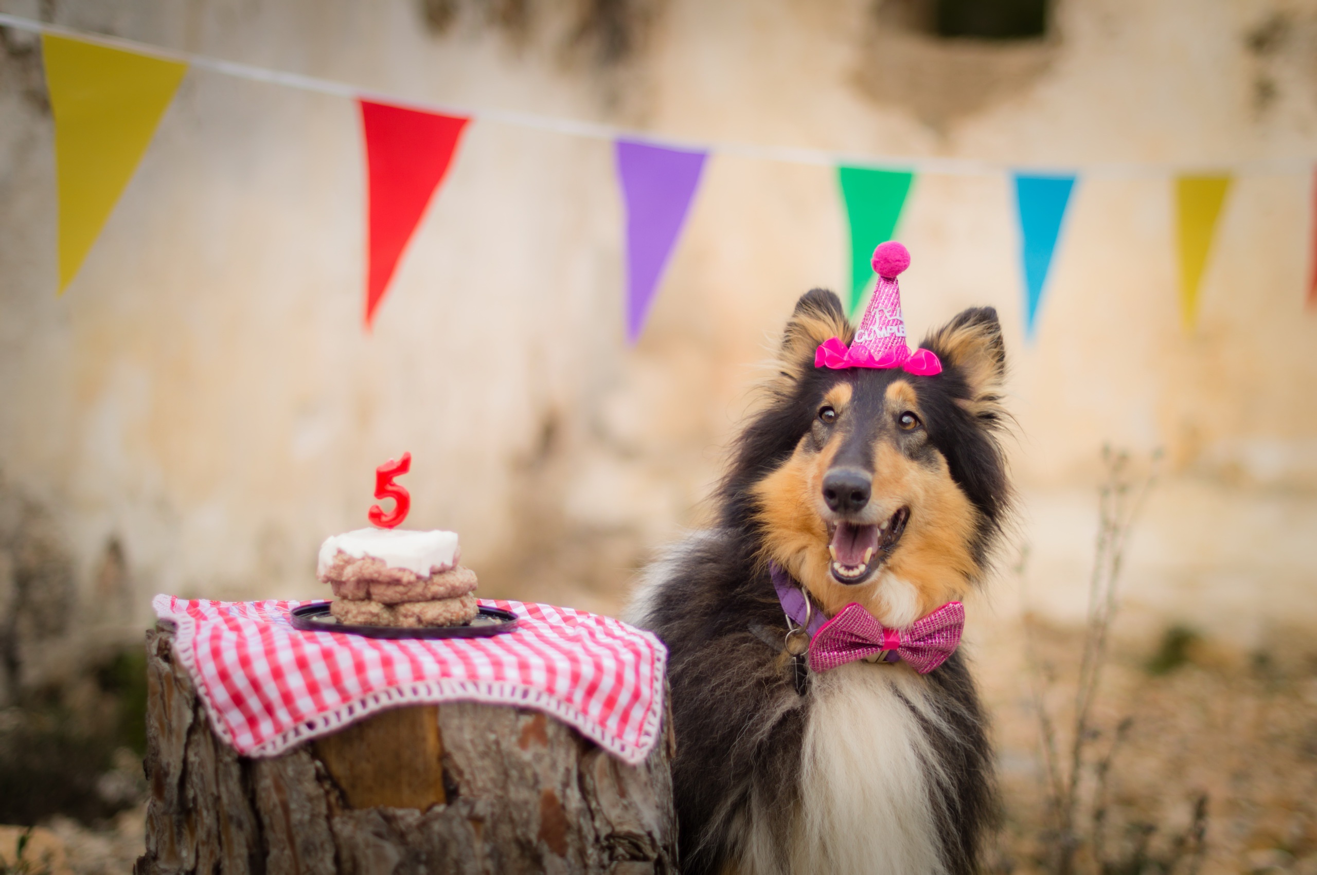 PCデスクトップに動物, 犬, 誕生日画像を無料でダウンロード