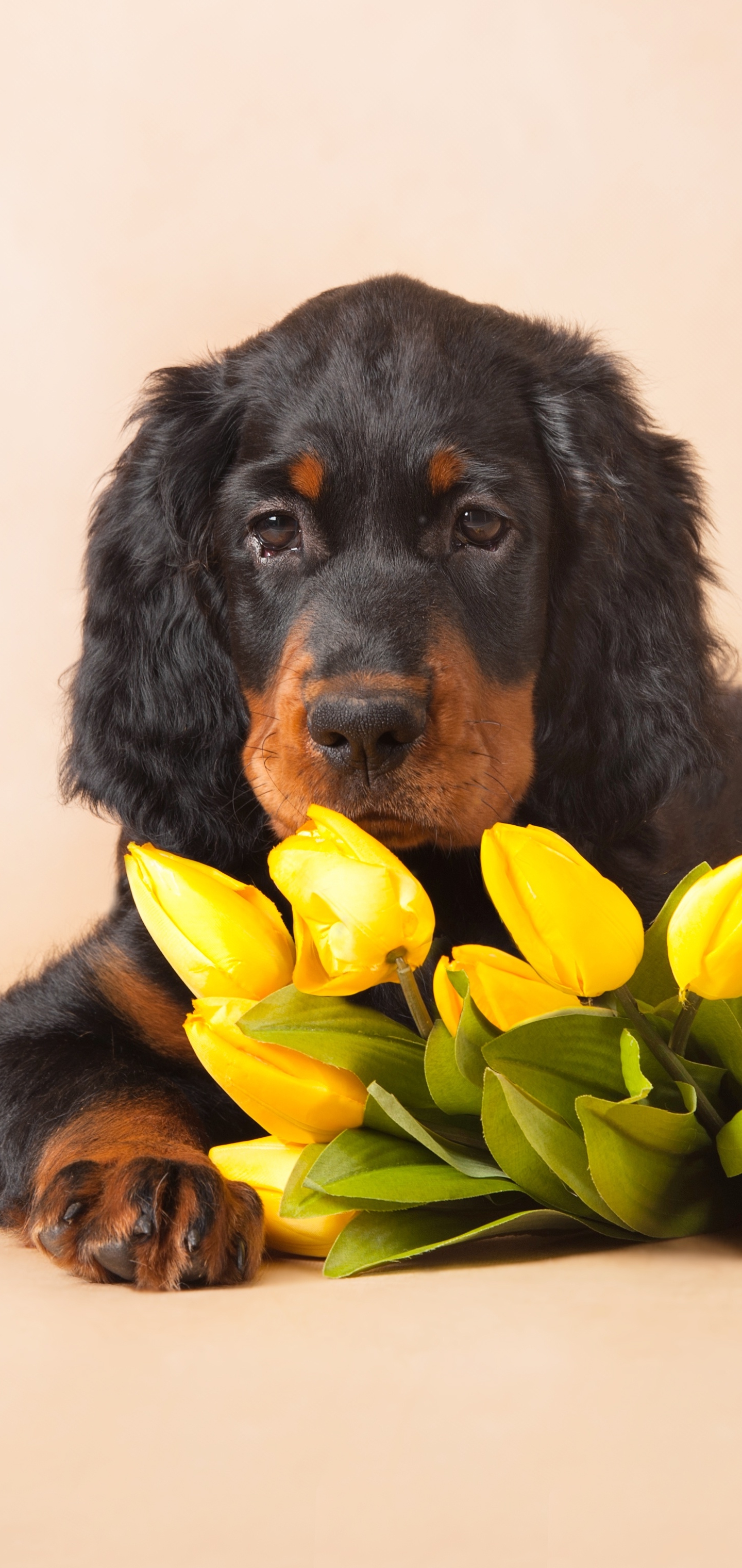 Download mobile wallpaper Dogs, Spaniel, Flower, Dog, Animal, Puppy, Tulip, Baby Animal for free.