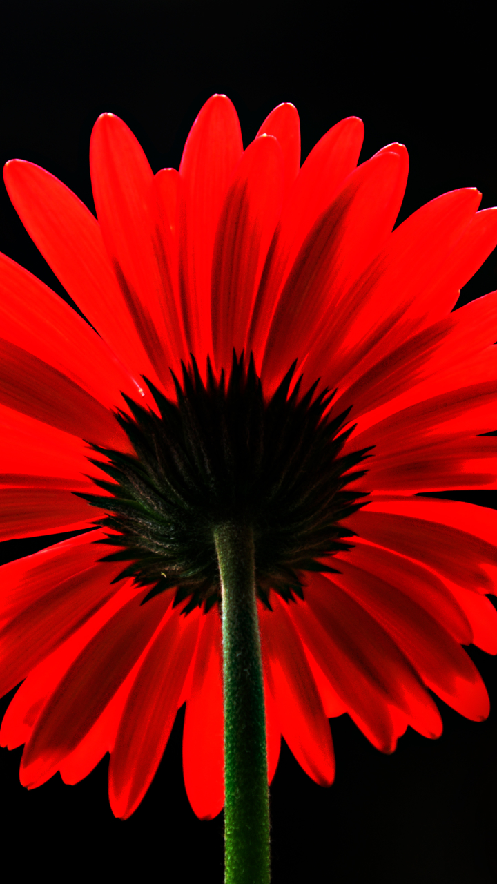 Handy-Wallpaper Blumen, Gerbera, Blume, Nahansicht, Rote Blume, Erde/natur kostenlos herunterladen.