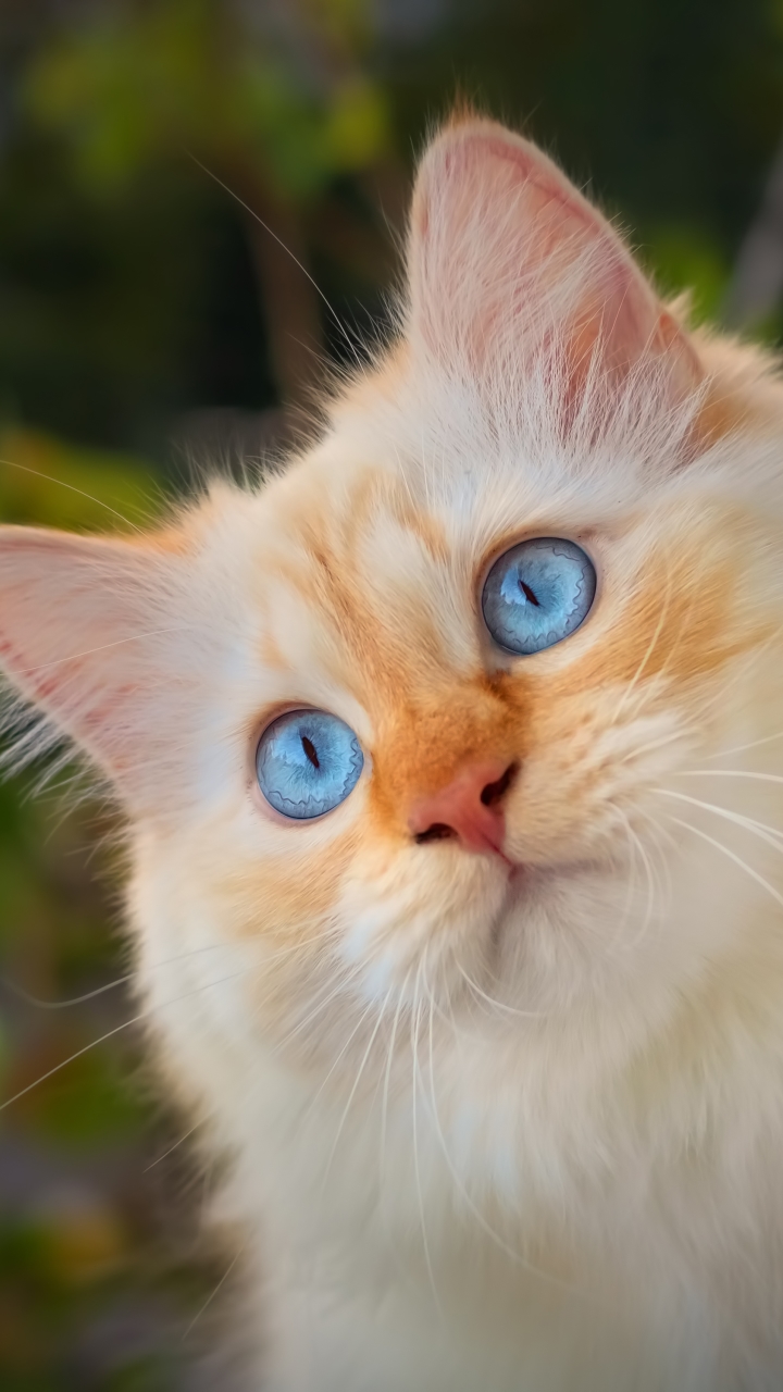 Descarga gratuita de fondo de pantalla para móvil de Gato, Gatos, Animales.