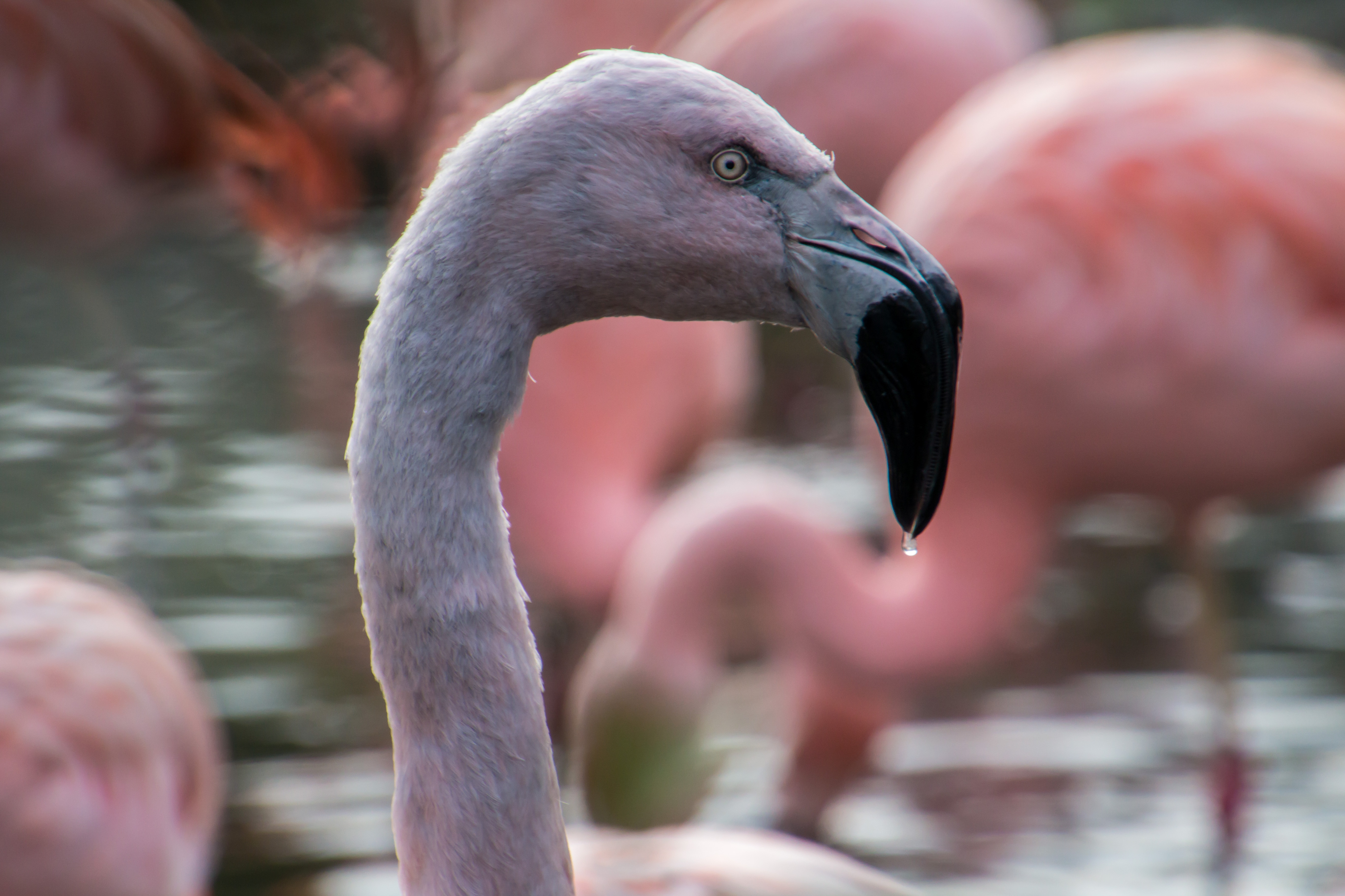 157888 baixar imagens pássaro, animais, flamingo, bico - papéis de parede e protetores de tela gratuitamente