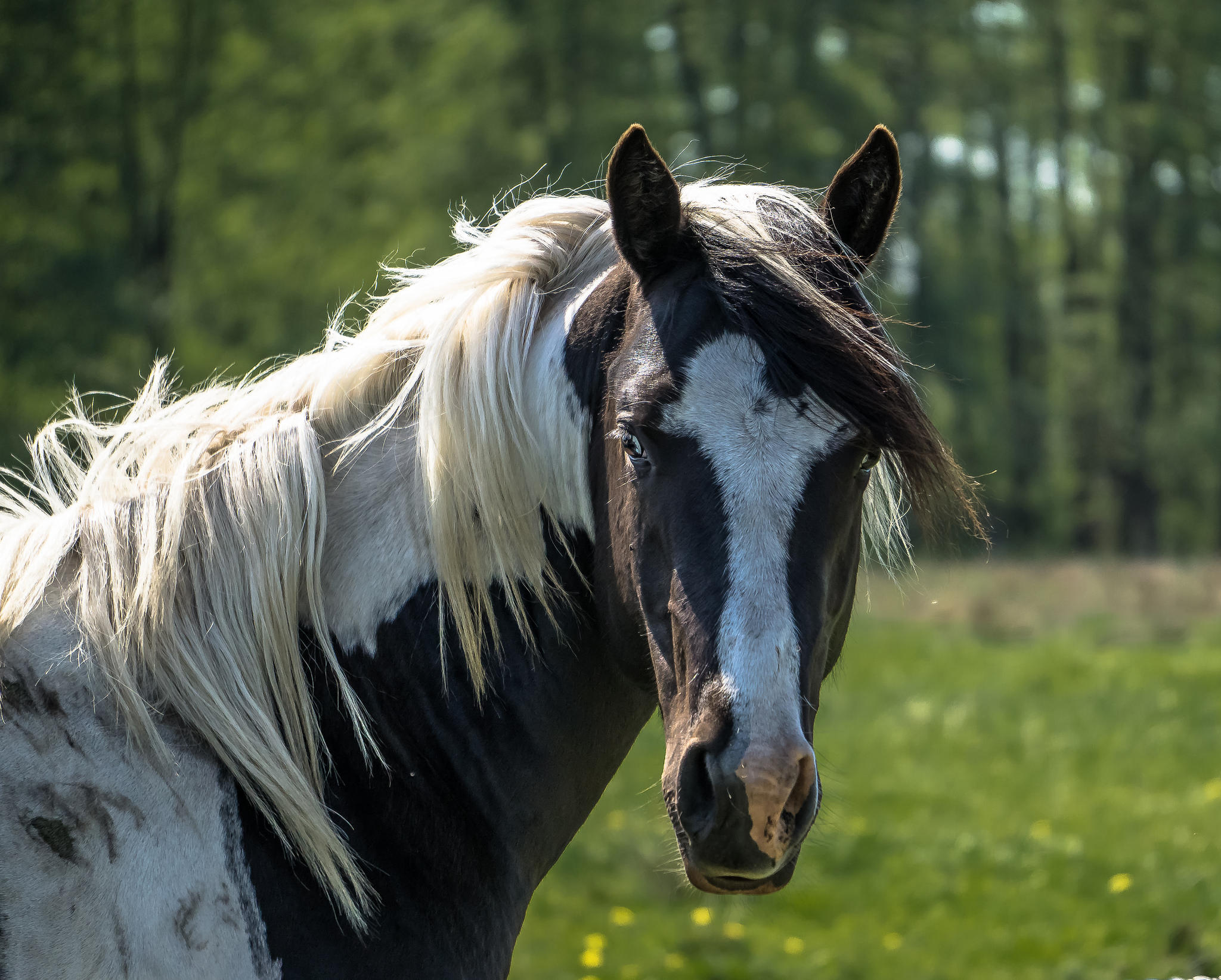 Baixar papel de parede para celular de Animais, Cavalo gratuito.