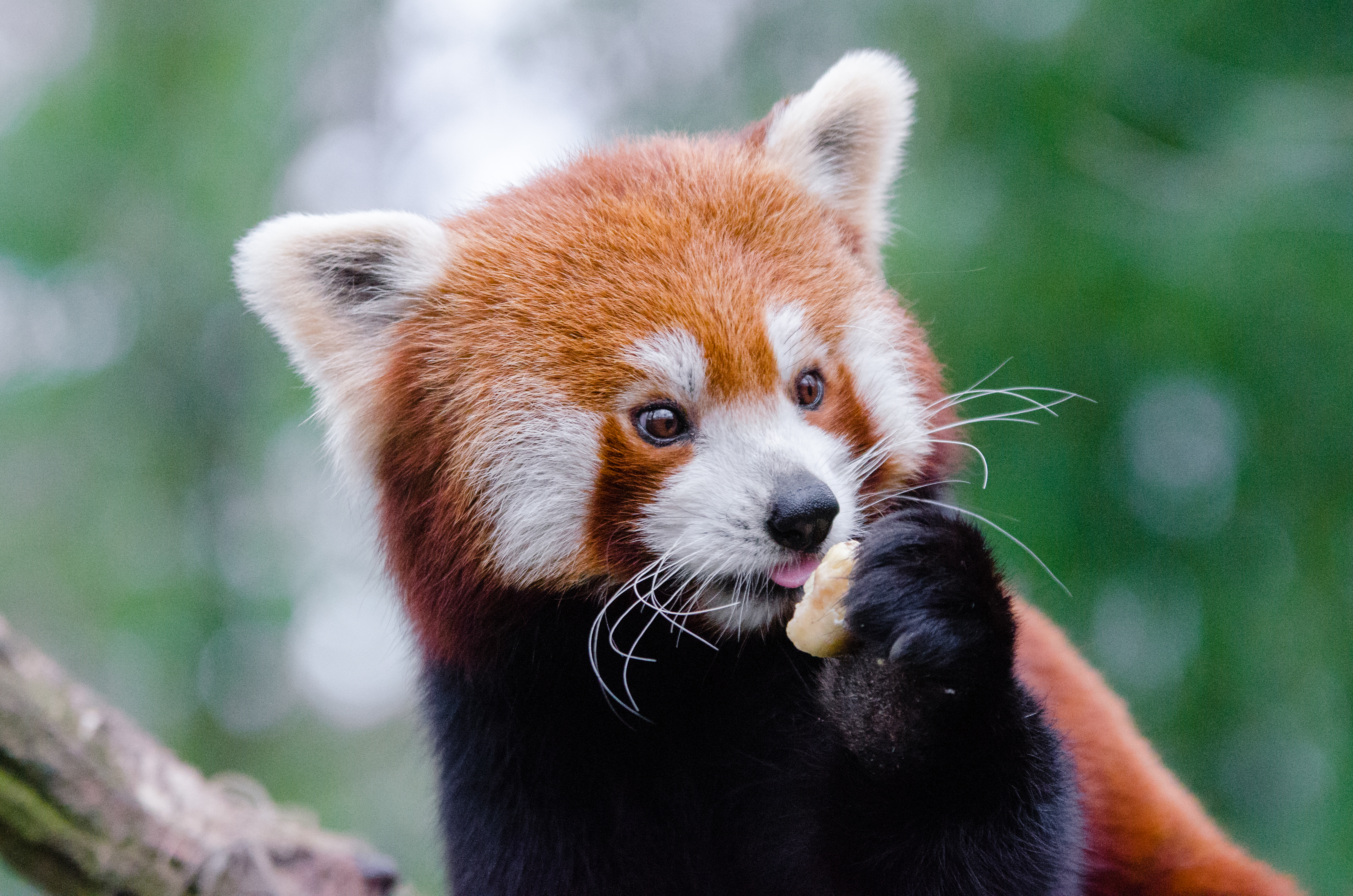 139523 télécharger le fond d'écran petit panda, nourriture, animaux, agréable, chéri, panda rouge - économiseurs d'écran et images gratuitement