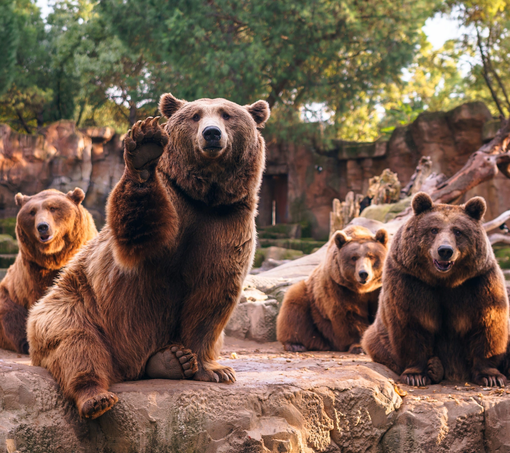 Скачать обои бесплатно Животные, Медведи, Медведь, Зоопарк, Глубина Резкости картинка на рабочий стол ПК