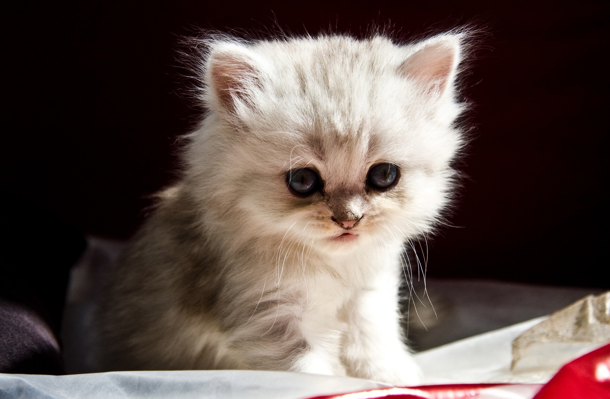 Laden Sie das Tiere, Katzen, Katze, Kätzchen, Tierbaby-Bild kostenlos auf Ihren PC-Desktop herunter