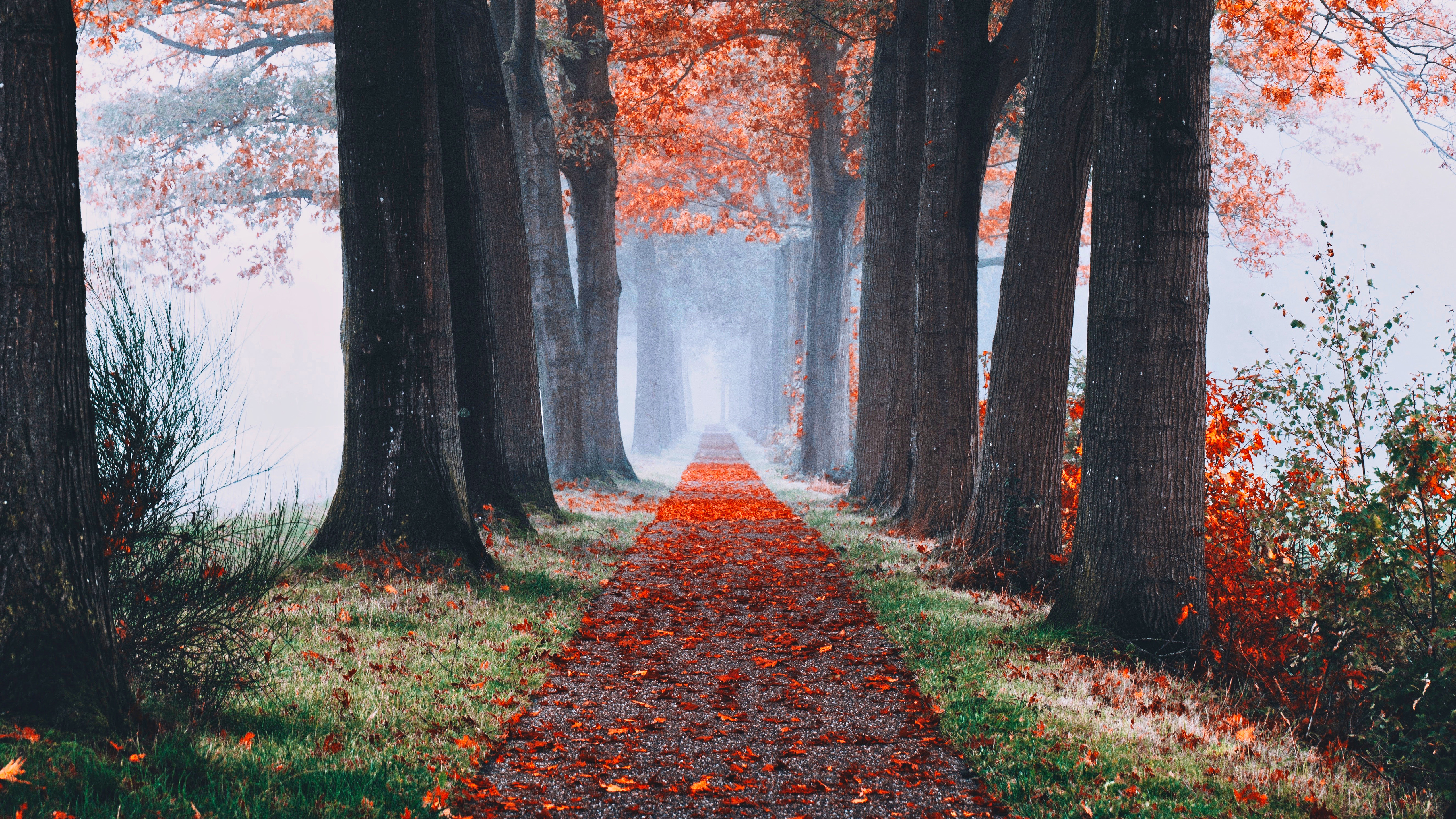 Free download wallpaper Tree, Fall, Path, Man Made on your PC desktop