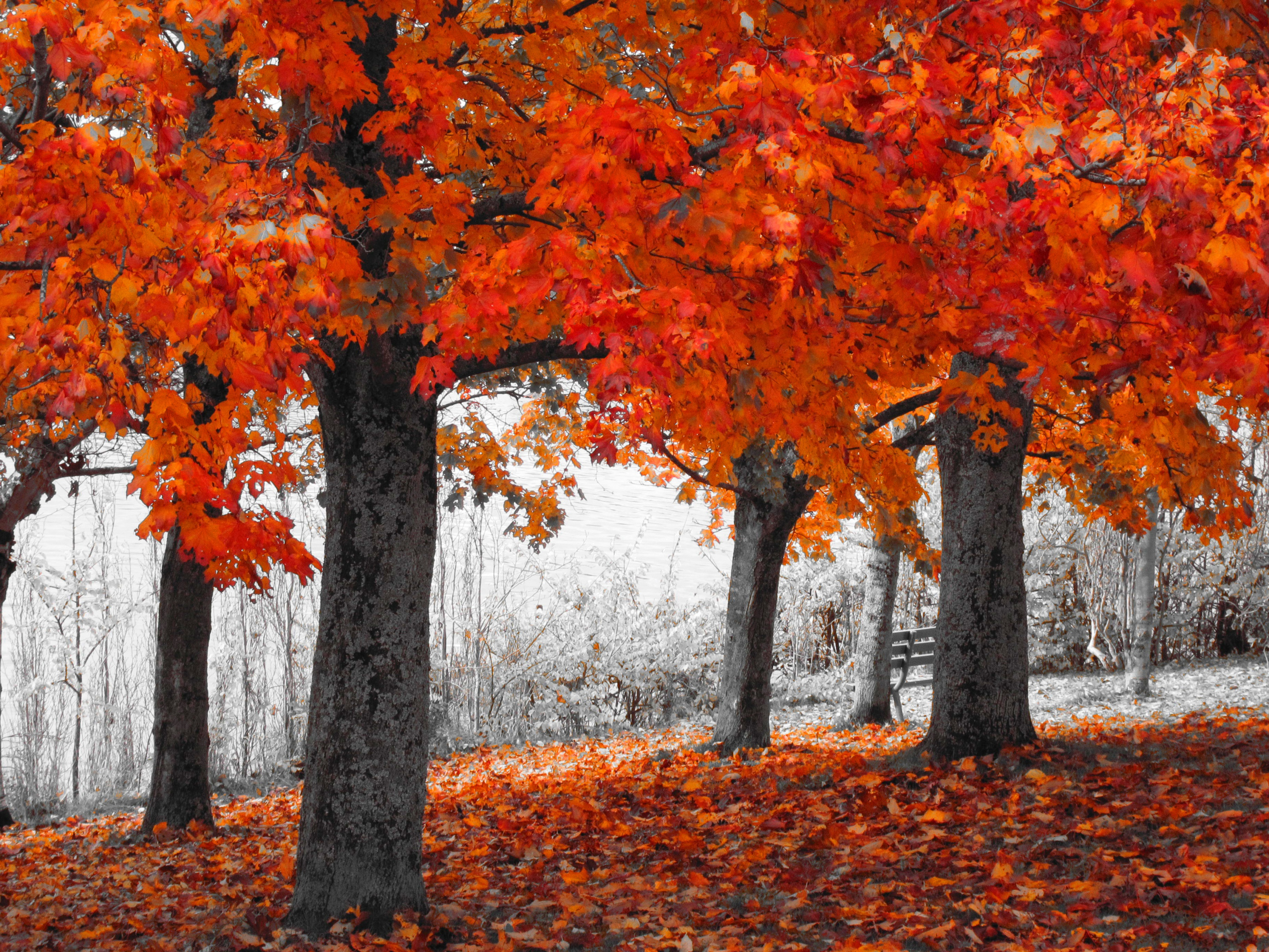 394194壁紙のダウンロード地球, 木, 秋, オレンジ色）, 選択的な色-スクリーンセーバーと写真を無料で