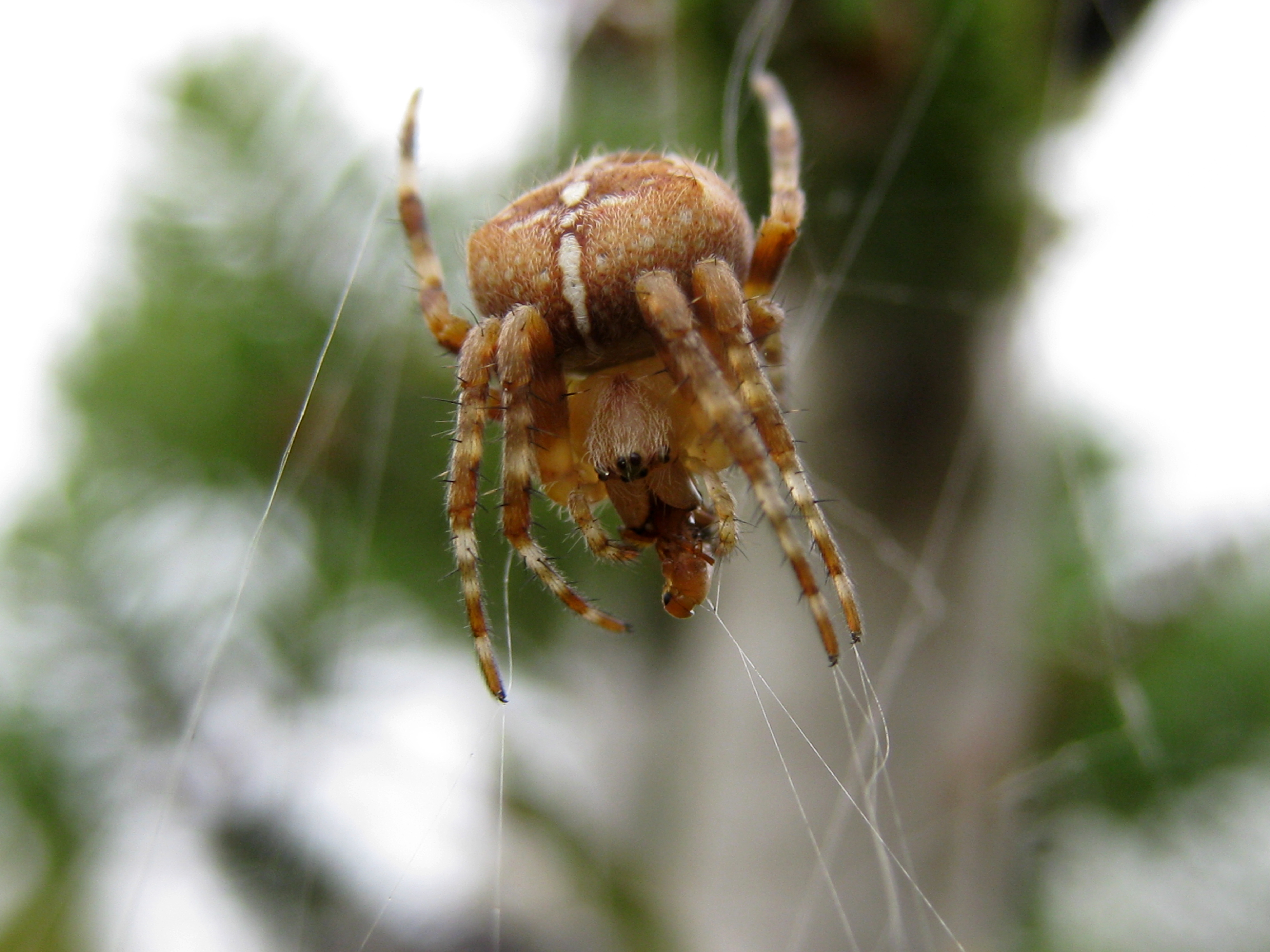 Laden Sie das Spinnen, Spinne, Tiere-Bild kostenlos auf Ihren PC-Desktop herunter