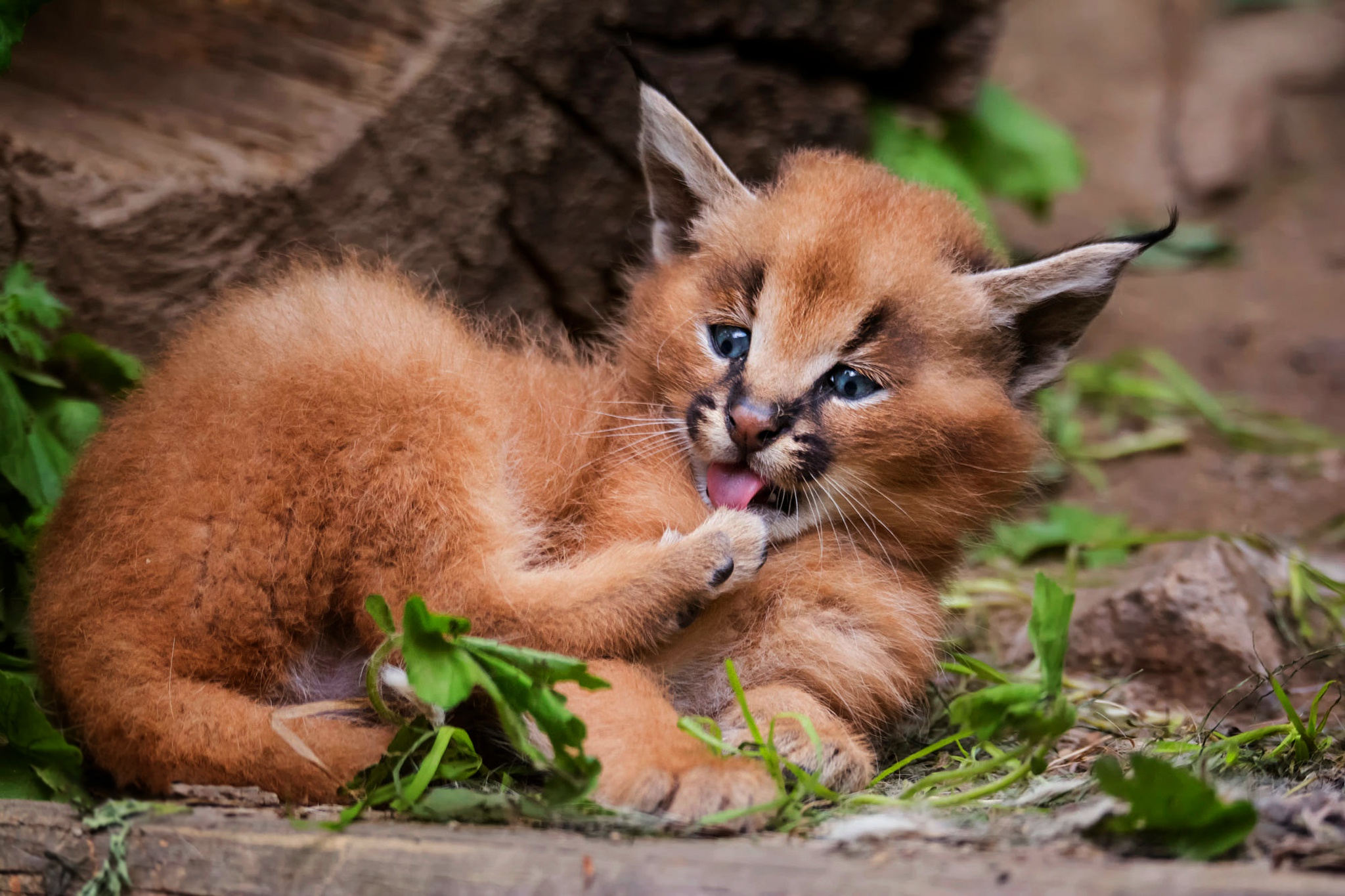 Download mobile wallpaper Cats, Animal, Caracal, Baby Animal, Cub for free.