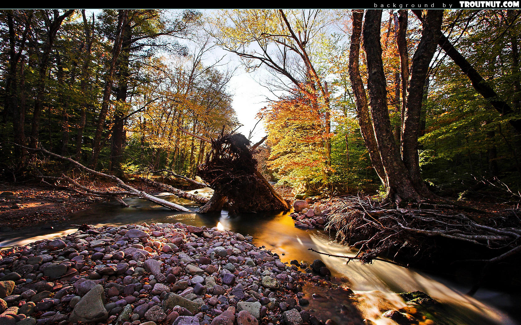 Laden Sie das Wald, Erde/natur-Bild kostenlos auf Ihren PC-Desktop herunter