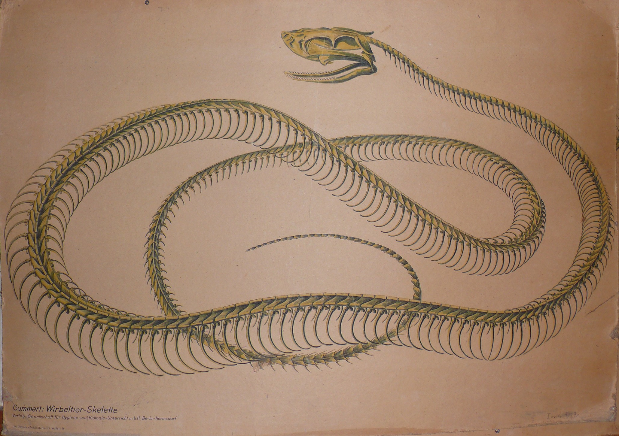 Téléchargez des papiers peints mobile Animaux, Serpent gratuitement.