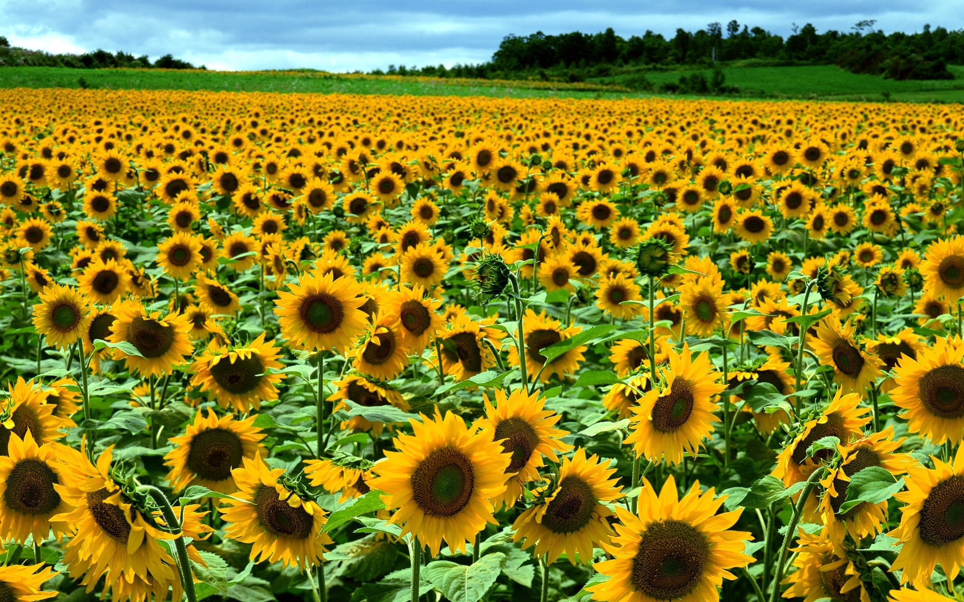 sunflowers, landscape, flowers, fields UHD