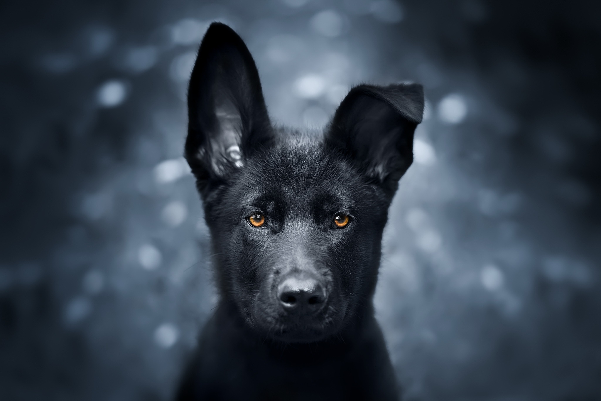 Free download wallpaper Dogs, Dog, Animal, Puppy, German Shepherd, Baby Animal on your PC desktop