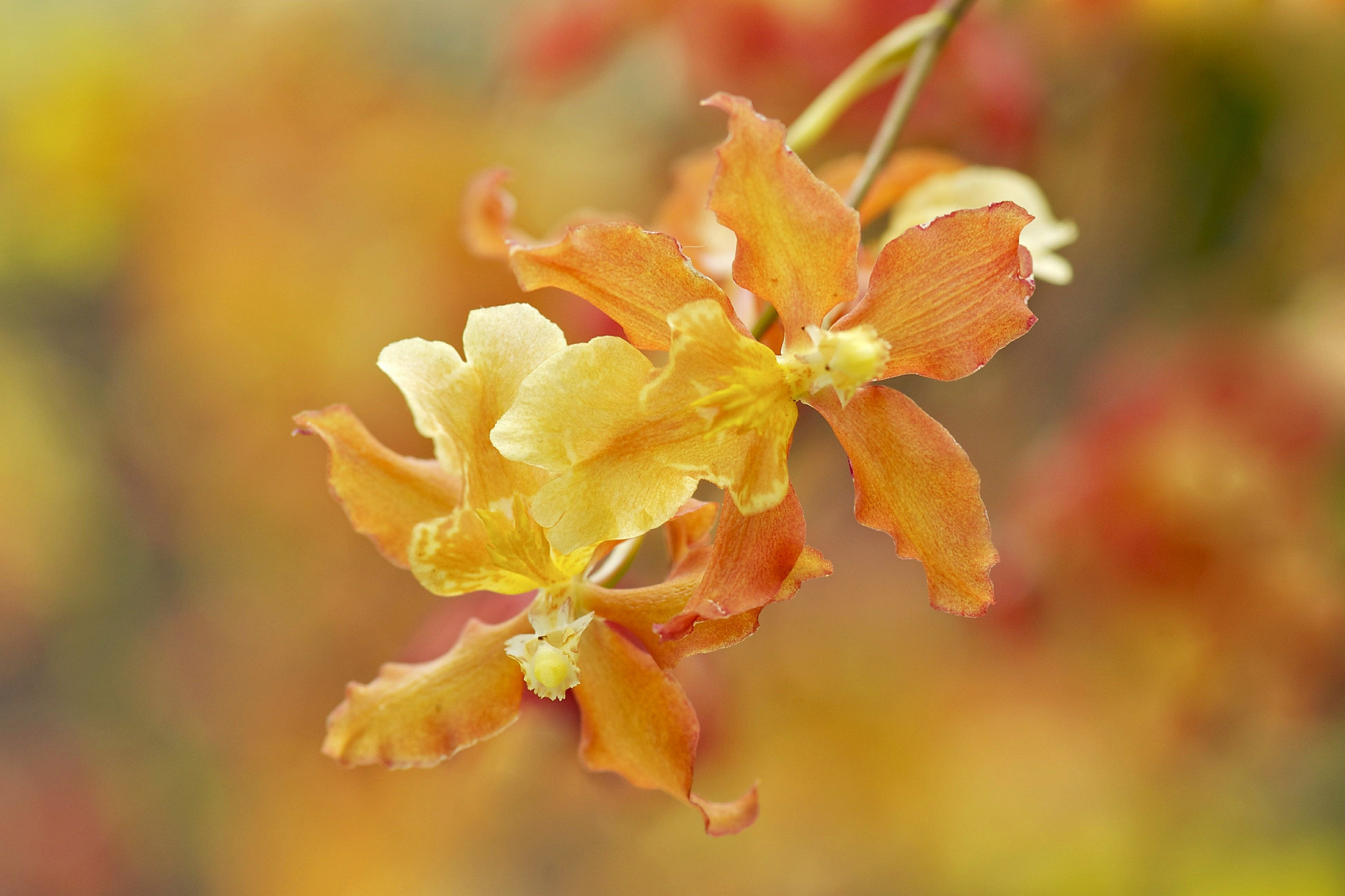 Descarga gratuita de fondo de pantalla para móvil de Flores, Orquídea, Tierra/naturaleza.