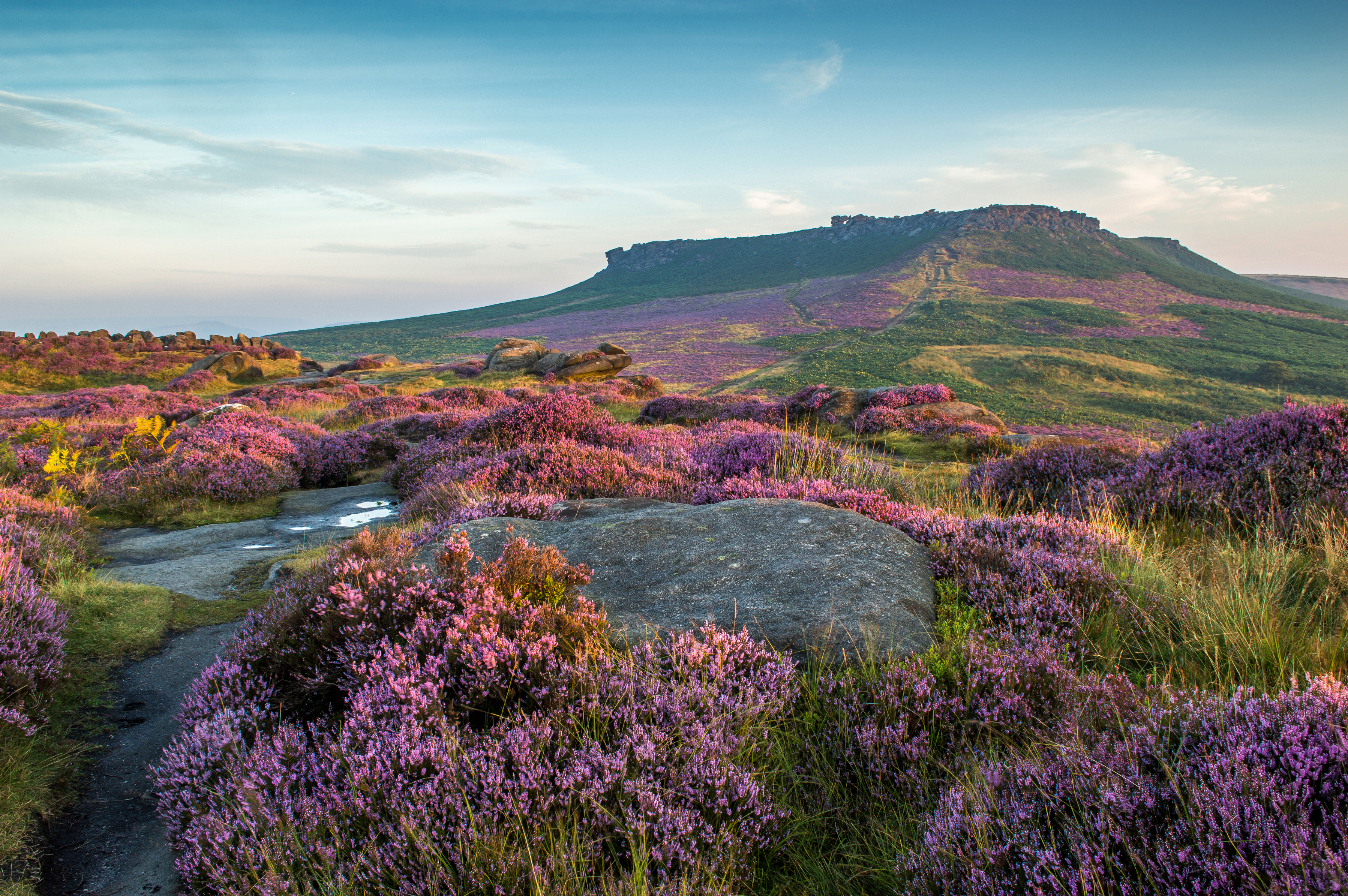 Descarga gratis la imagen Flores, Campo, Lavanda, Tierra/naturaleza en el escritorio de tu PC