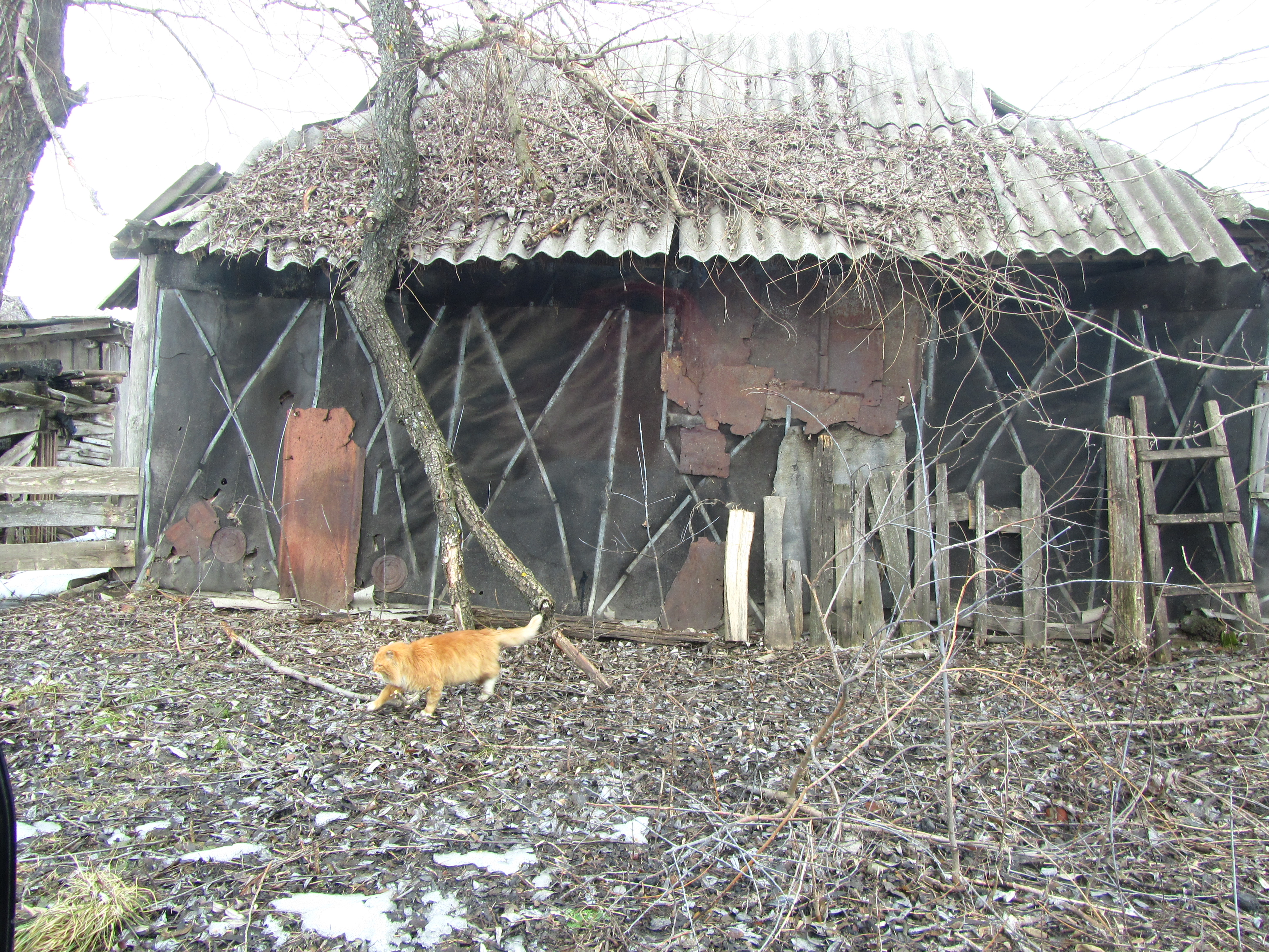 Скачати мобільні шпалери Кішка, Тварина безкоштовно.