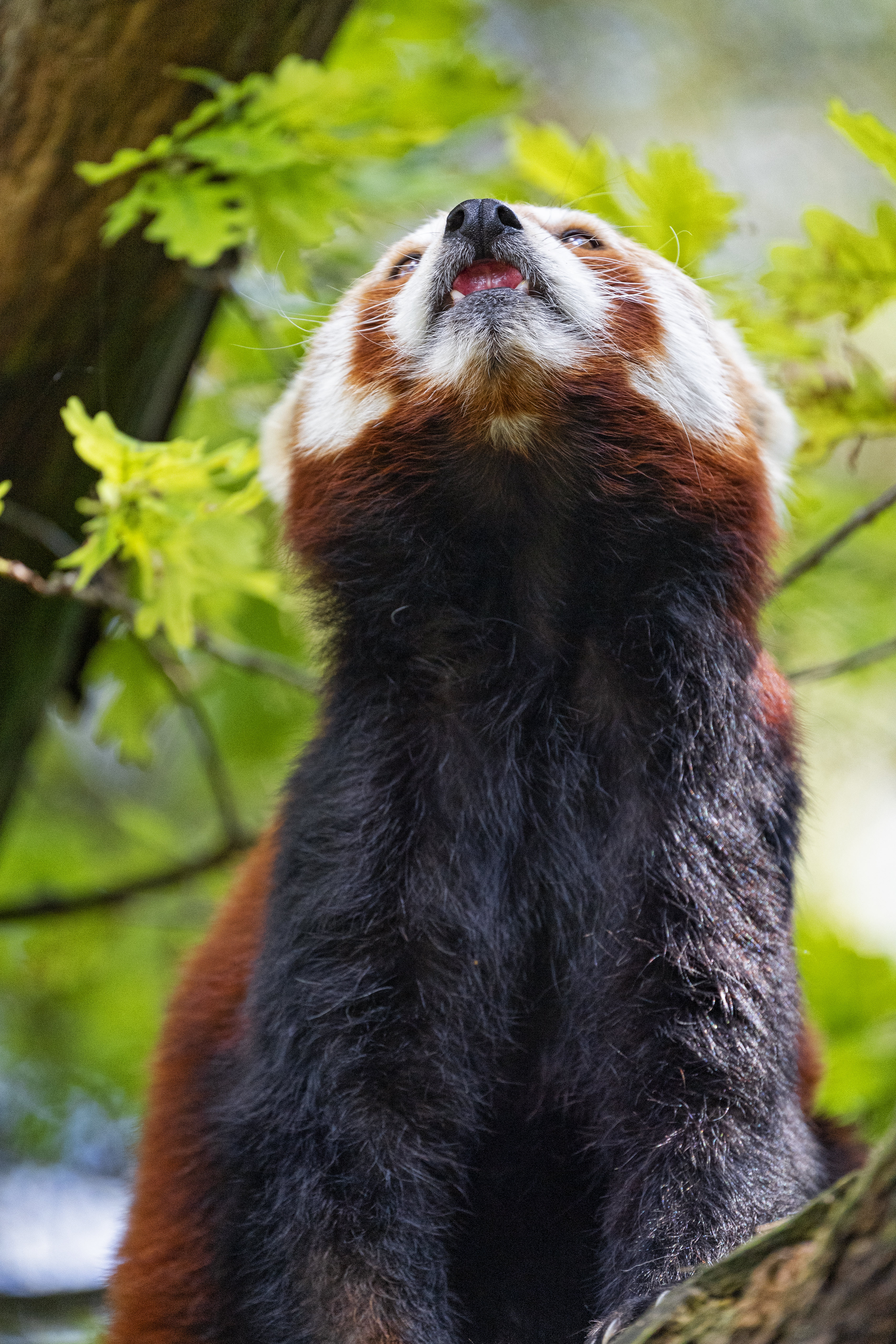 red panda, panda, animals, fluffy, animal, protruding tongue, tongue stuck out 4K