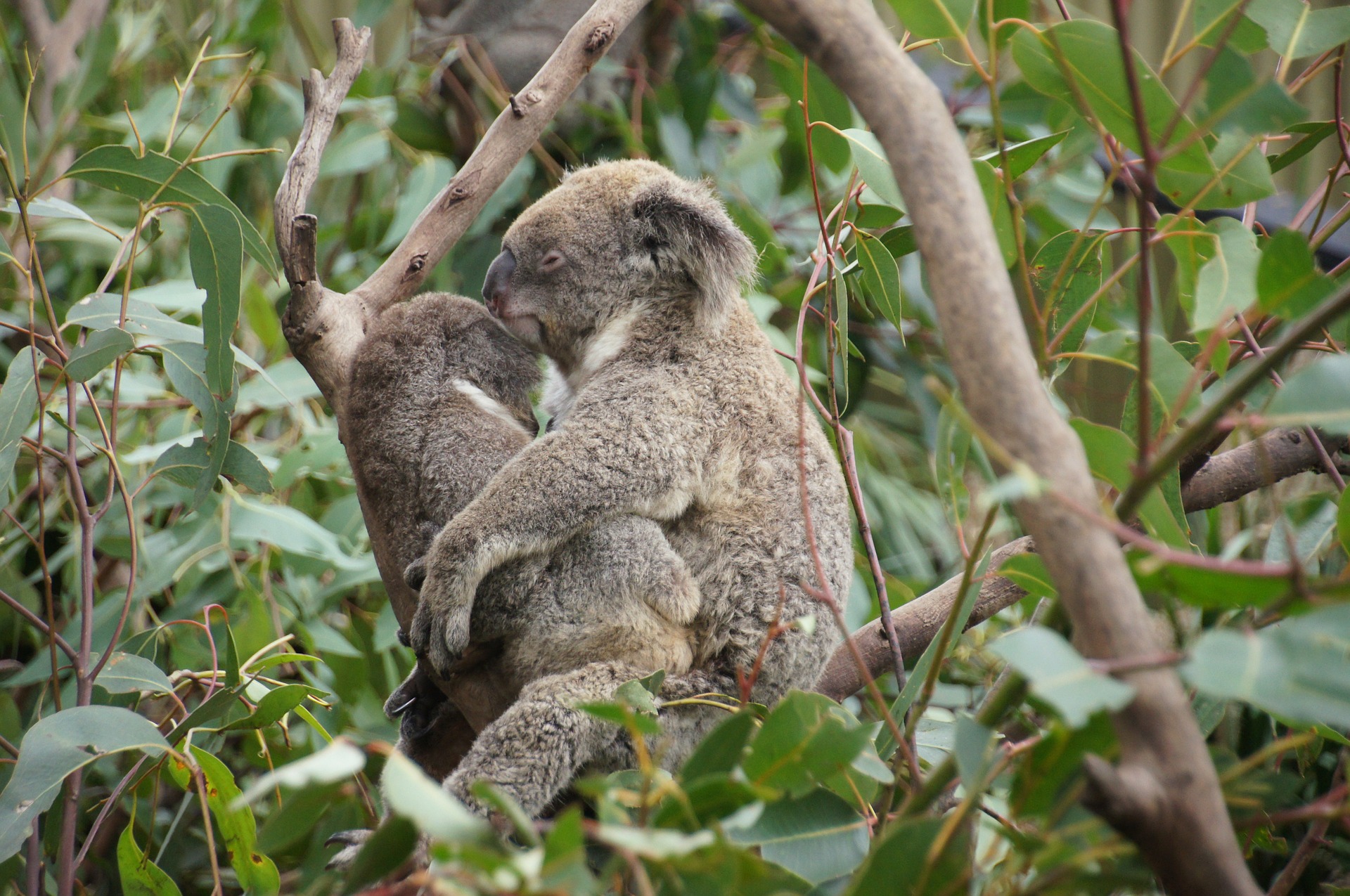 807693 Hintergrundbild herunterladen tiere, koala, säugetier, beuteltier - Bildschirmschoner und Bilder kostenlos