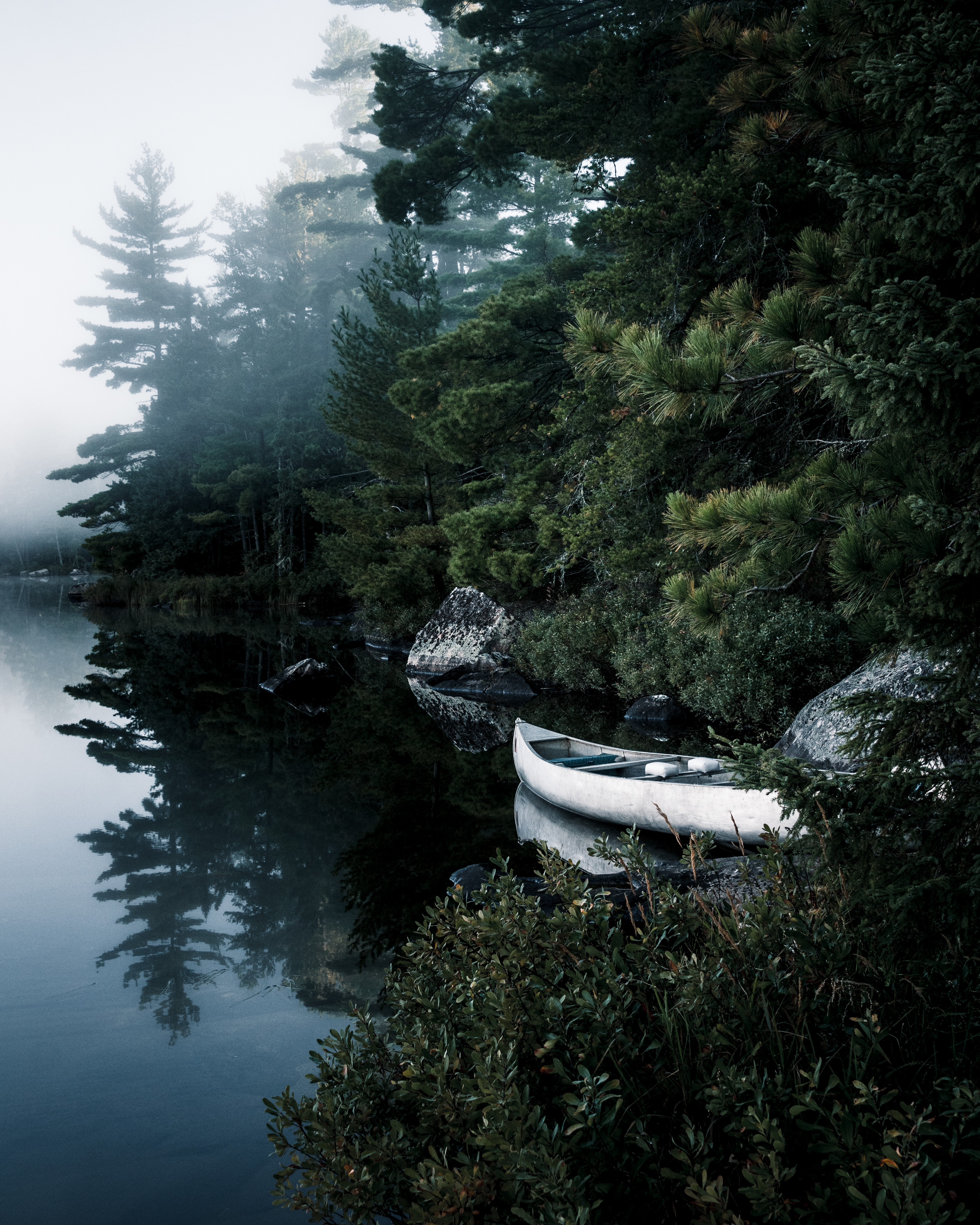 branches, nature, trees, lake, spruce, fir, boat